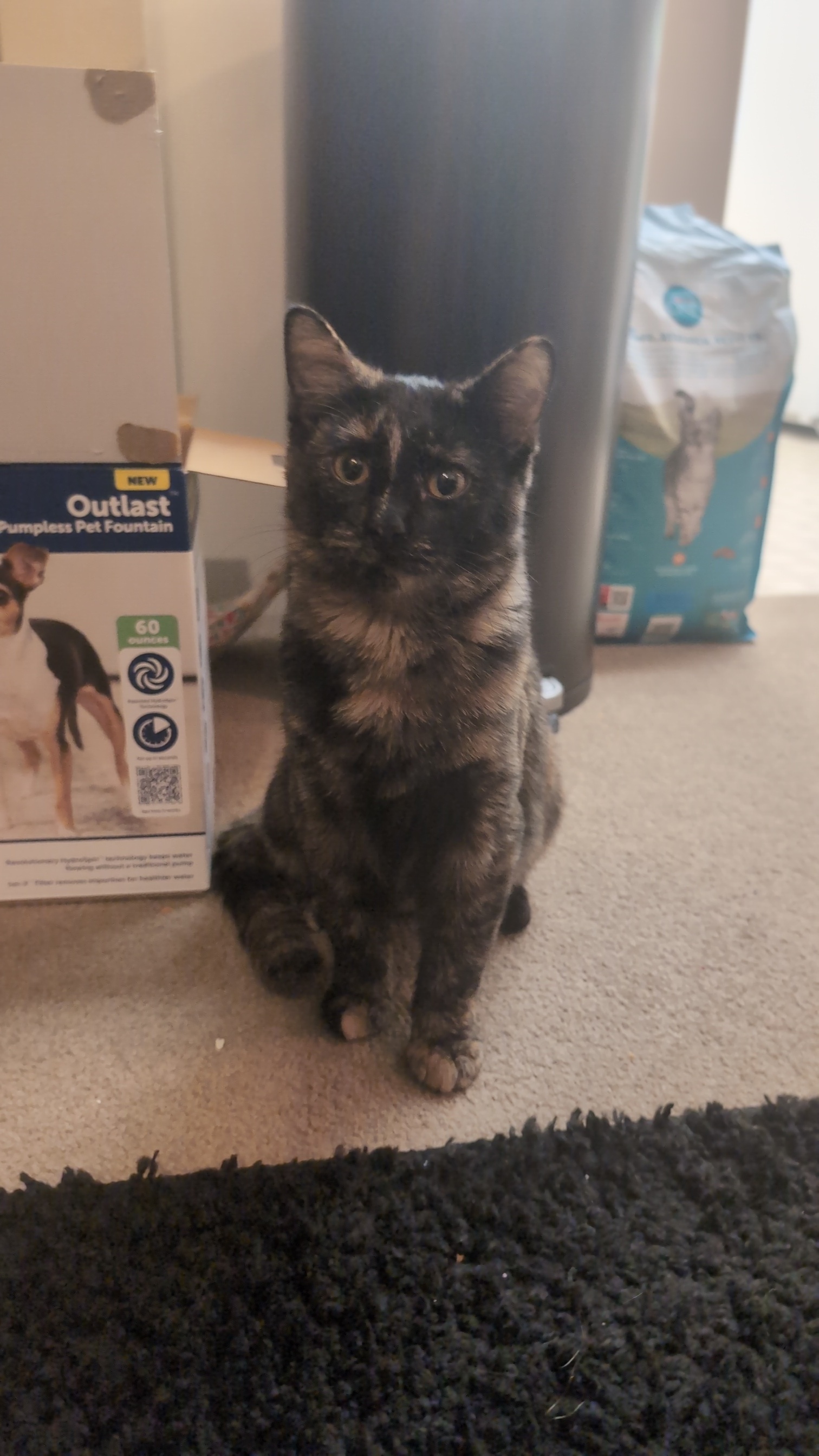 Meet My Two Adorable Adopted Cats