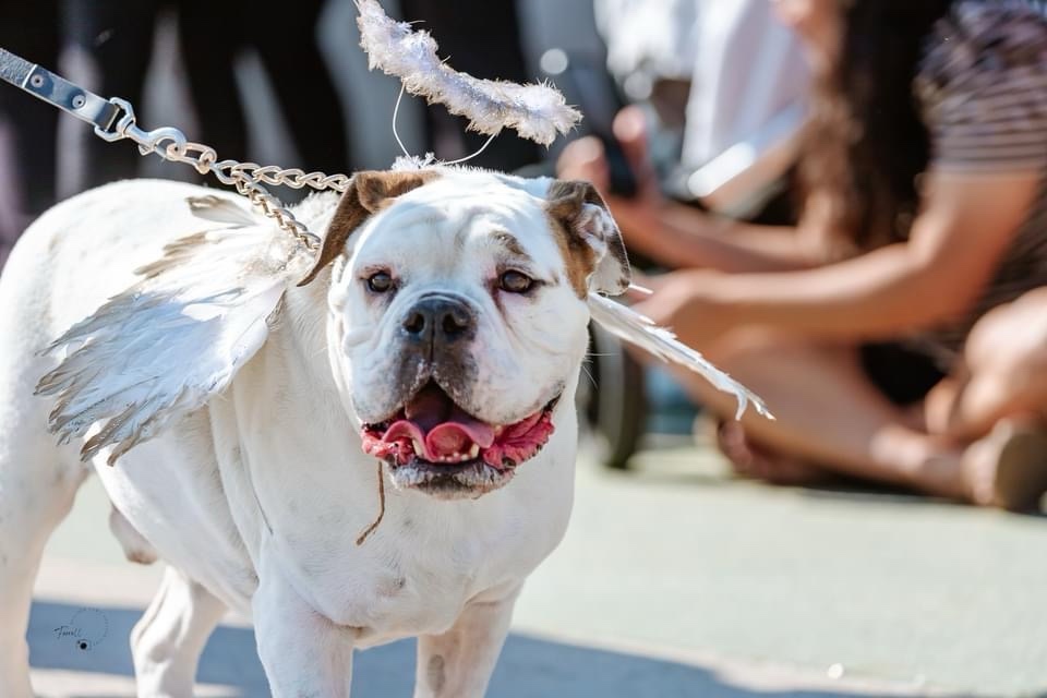 Meet my adorable Angel Dog!