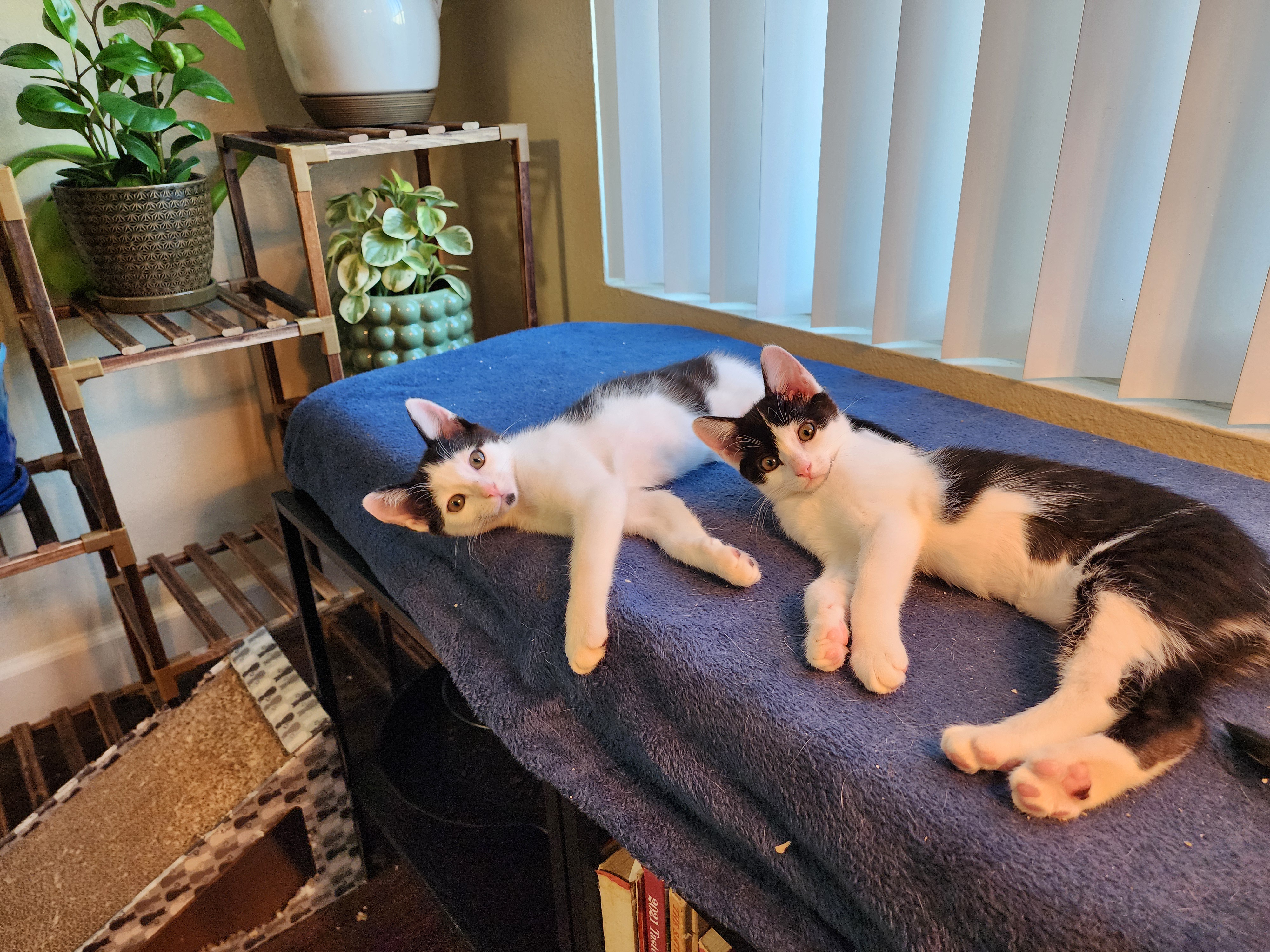 Caturday: The Purrfect Day for Kitten Adoption