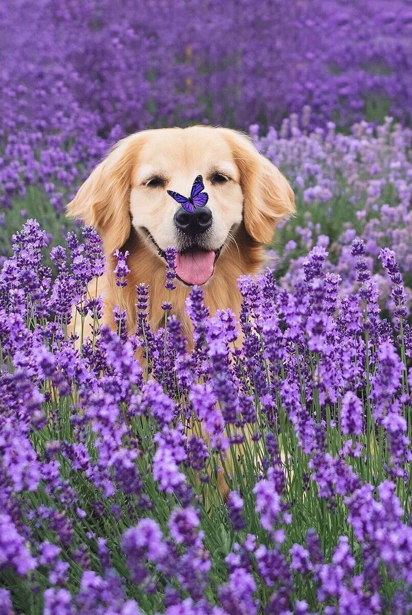 Meet the Adorable Lavender Retriever