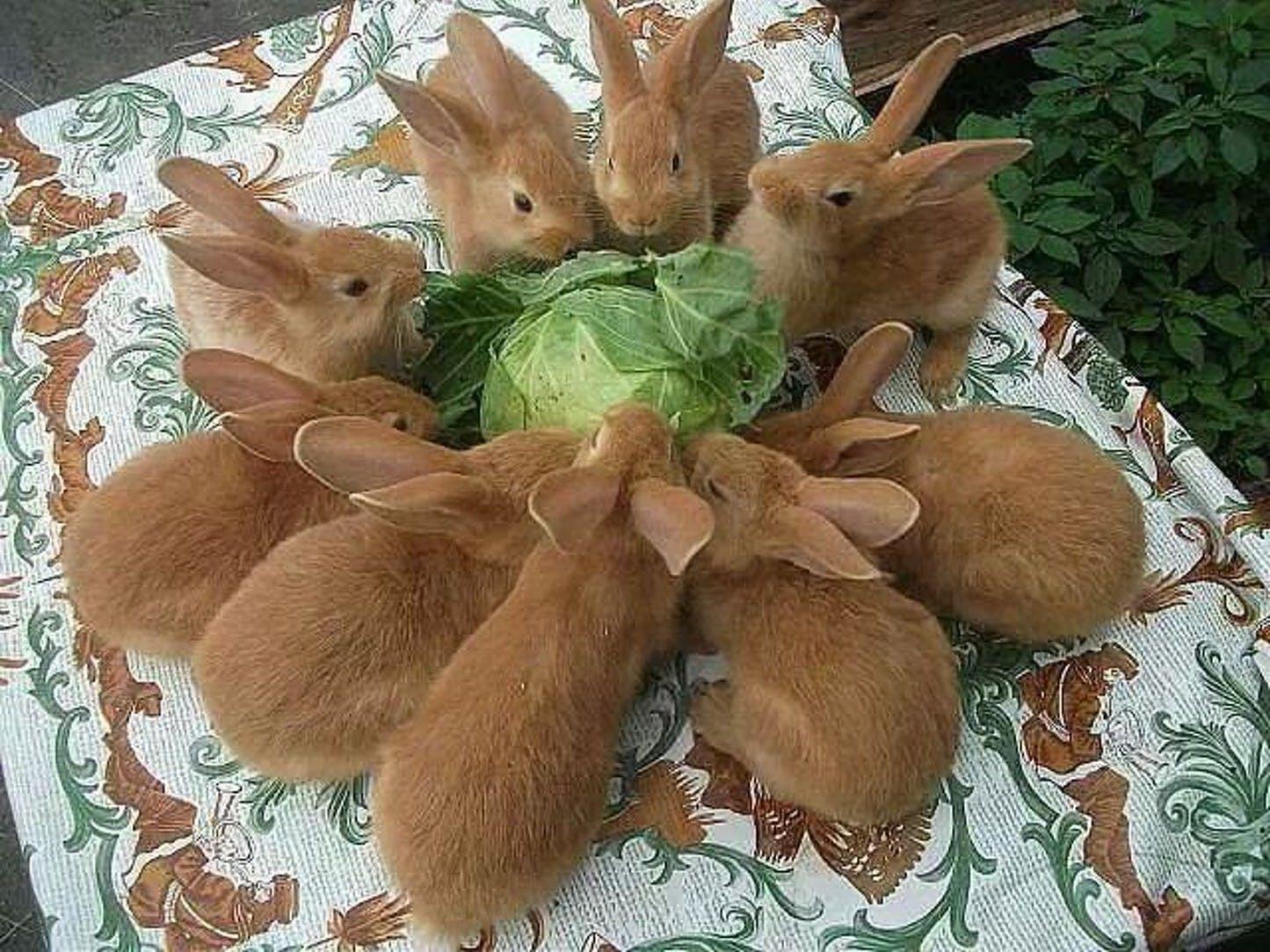 A cute fluffle of rabbits feasting on a helpless cabbage