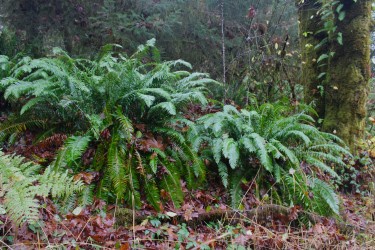 A Beautifully Wet Weekend in Oregon