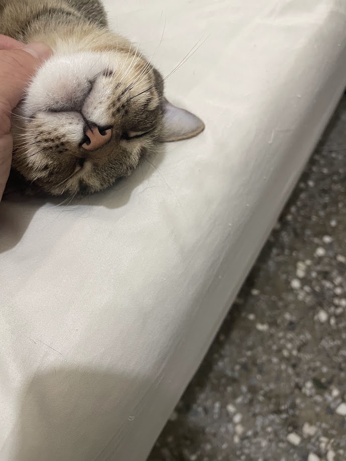 Feline Frenzy: The Cat Strikes Again