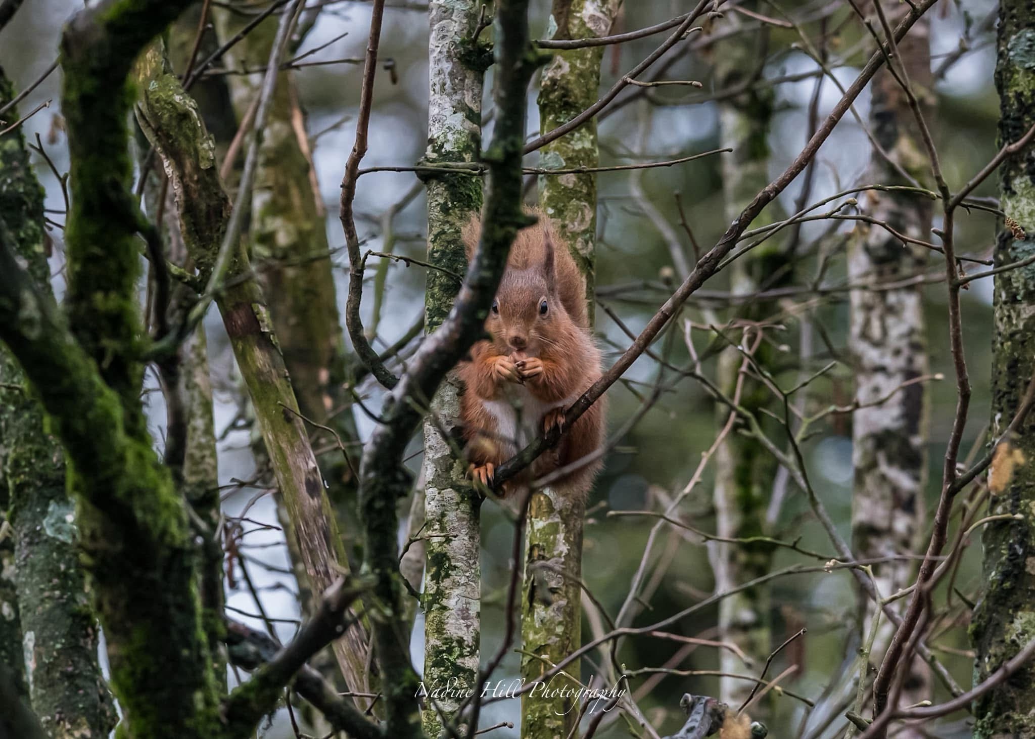 The Adorable Adventures of a Squirrel