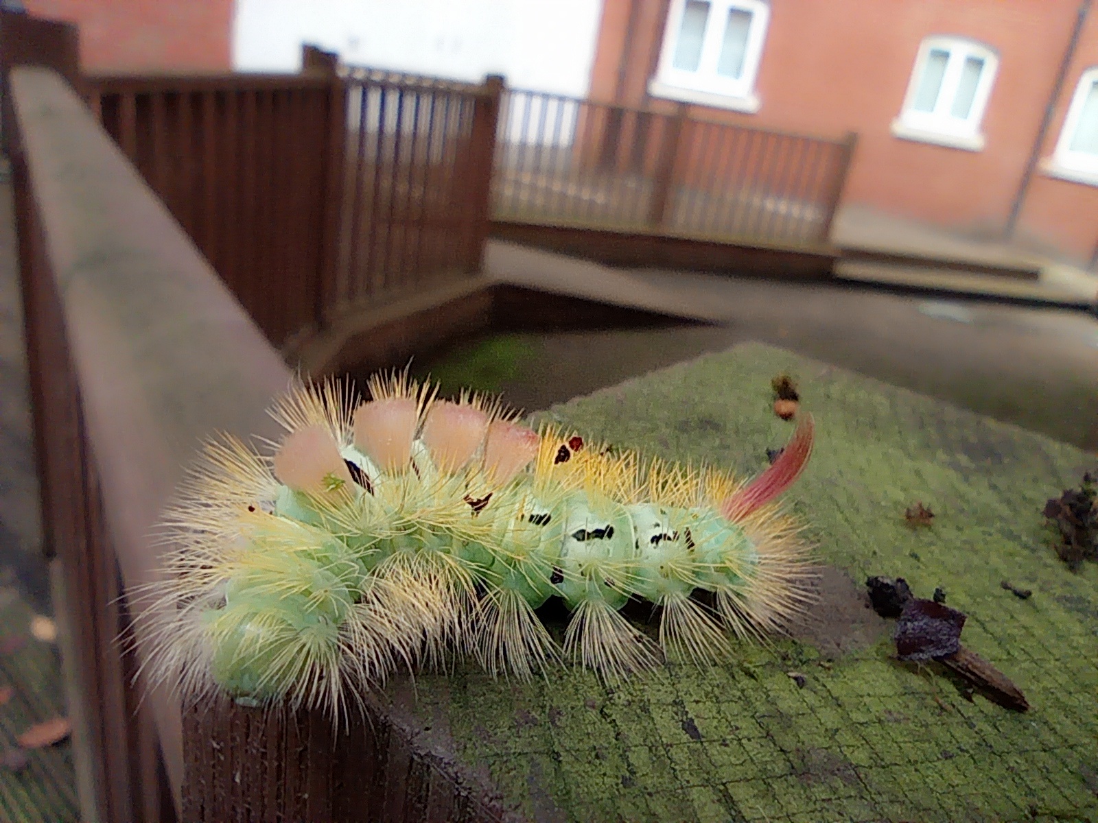 Meet the Pale Tussock Caterpillar: Nature's Oddity