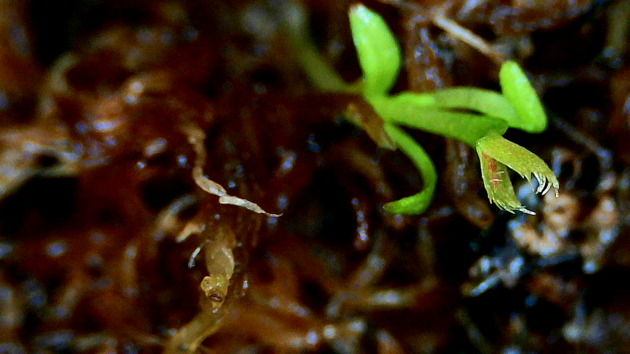 Tiny Carnivorous Plants Under a Pocket Microscope