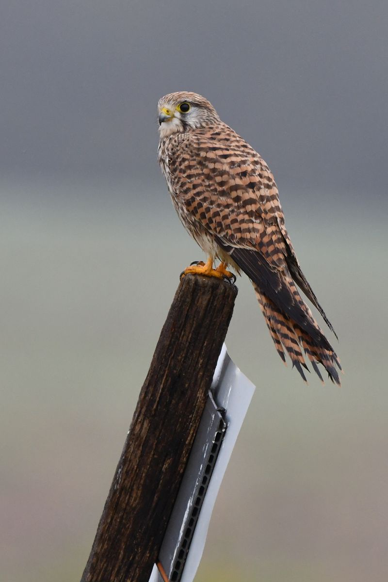 Faucon Crécerelle: A French Beauty from Vienne