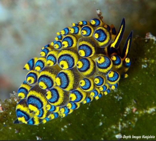Here are some sea slugs to help you through tough times ahead.