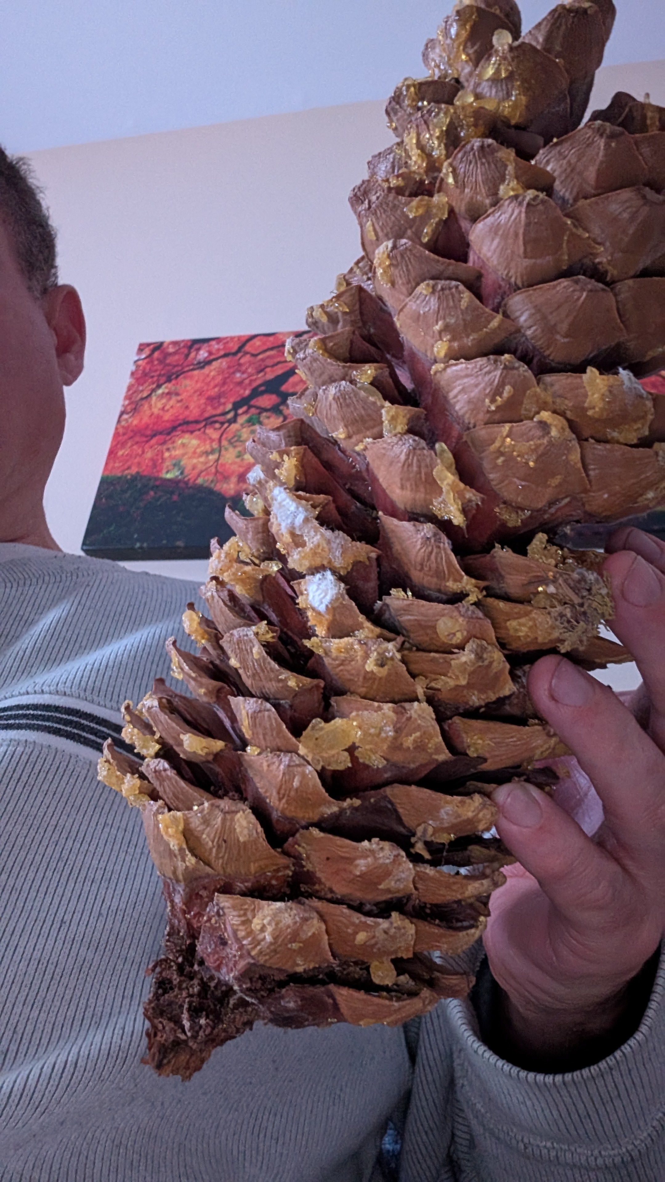Behold the Giant Sugar Cone Pine at Sequoia National Park!