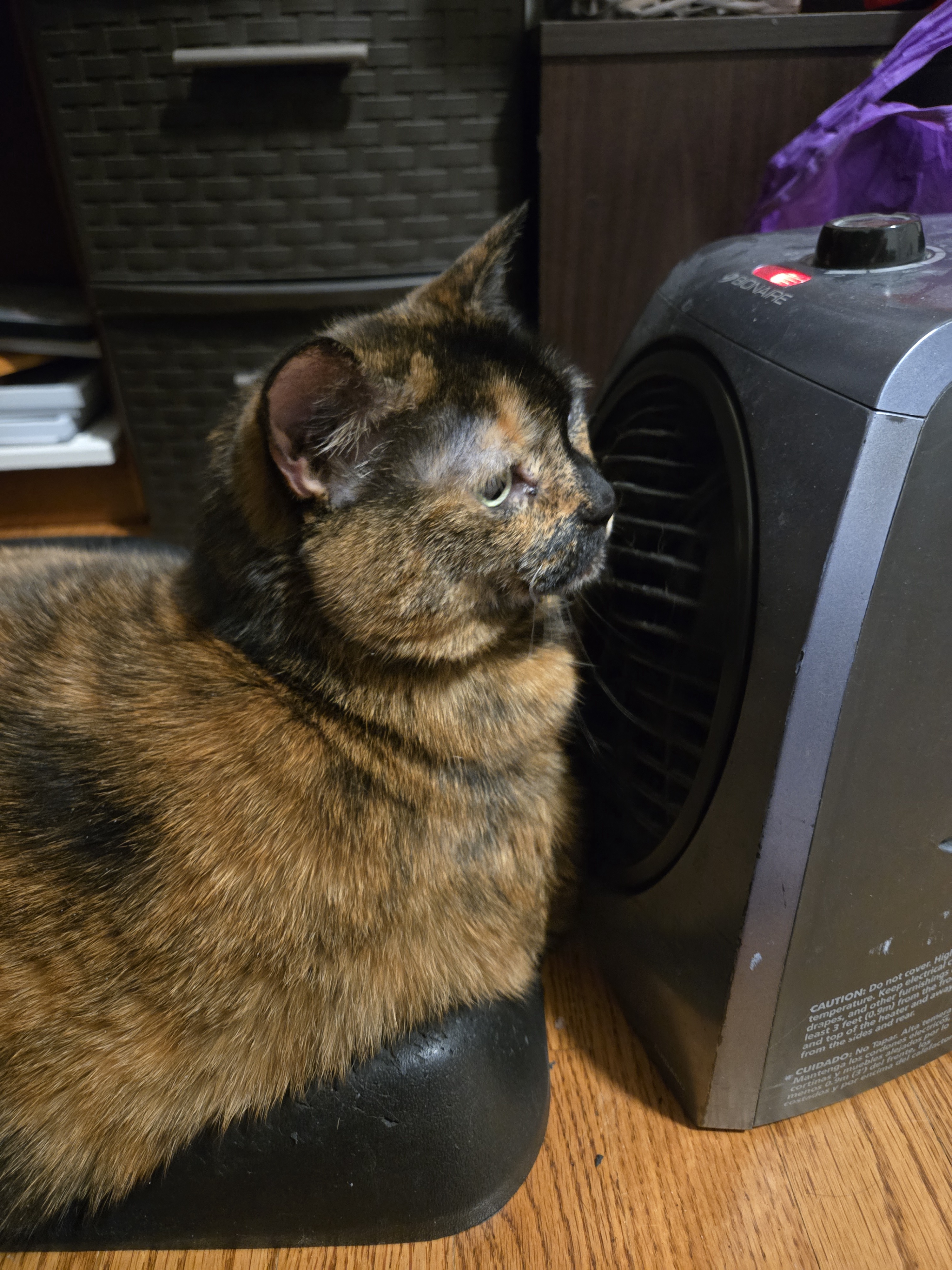 Today's Struggle: A Cold and Cuddly Kitty