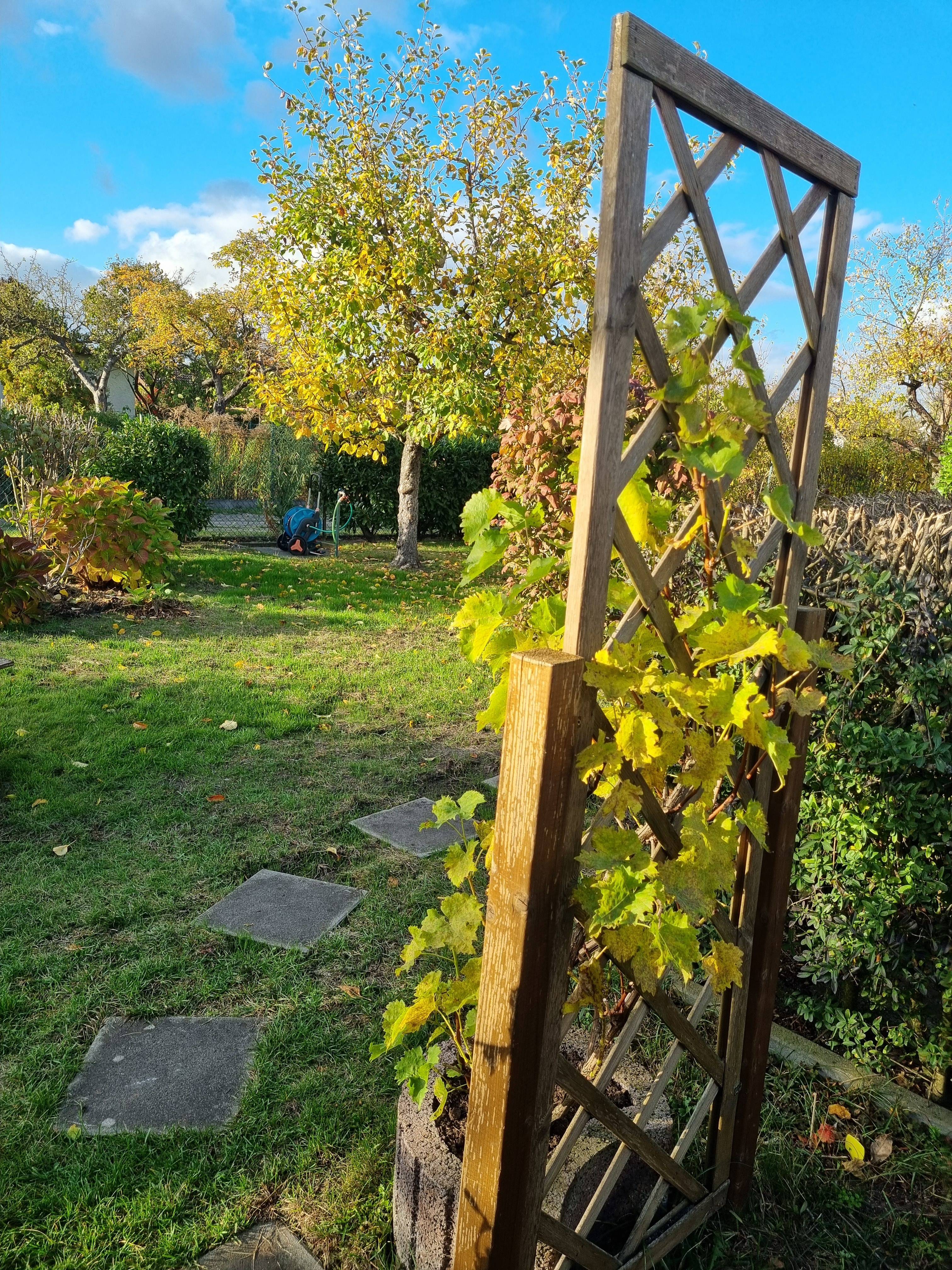 Grape Vines and Apple Trees: A Sweet Connection