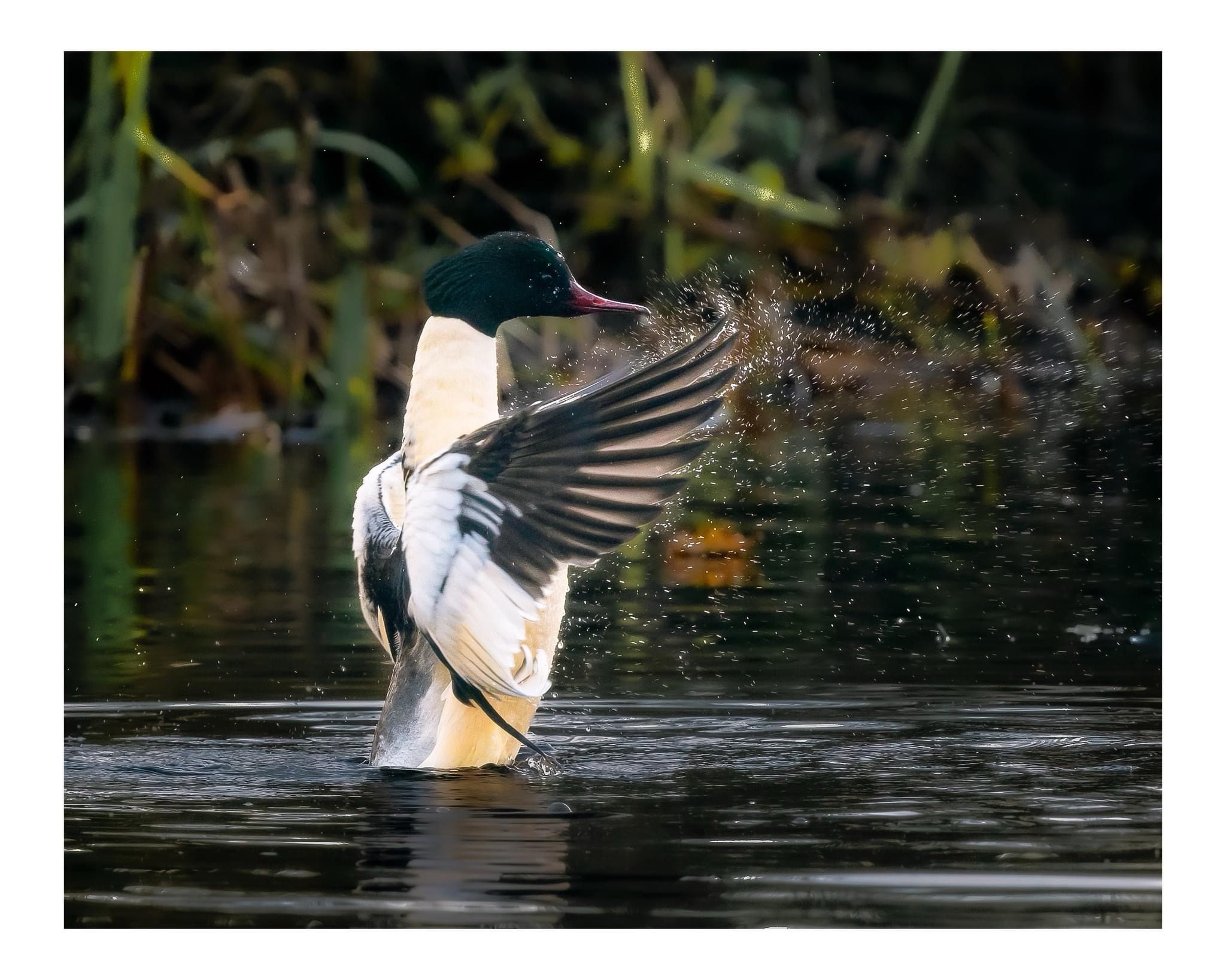 Quack! The Duck Chronicles