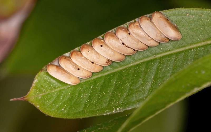 The Fascinating Metamorphosis of a Grasshopper