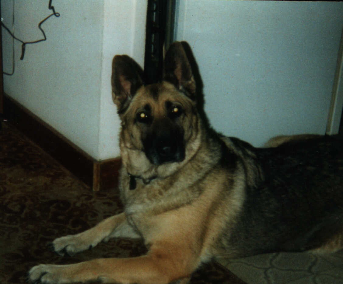 Remembering my beloved dog Raven: A tribute to a loyal friend from 1993 to 2000