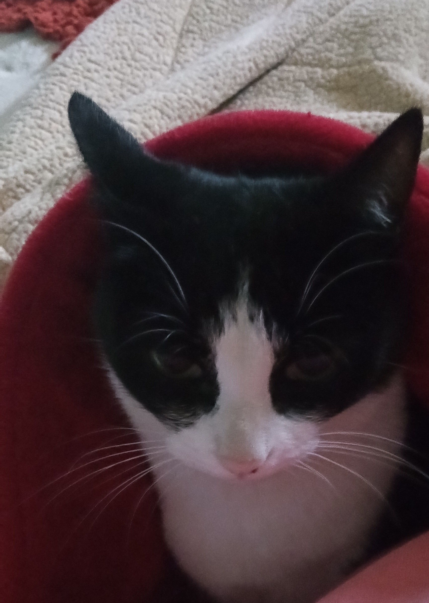Meet My Cat: The Furry Companion Chronicles