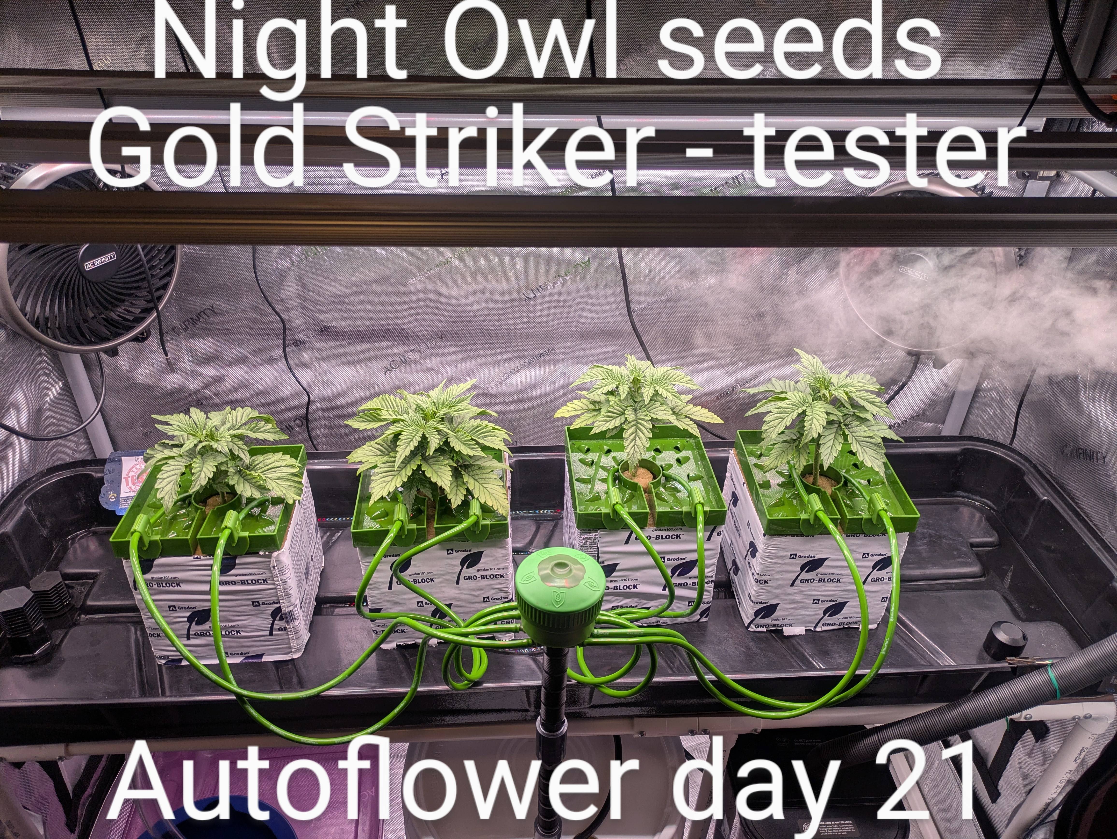 Day 21 of Night Owl Seeds: Gold Striker Autoflower Testers Update