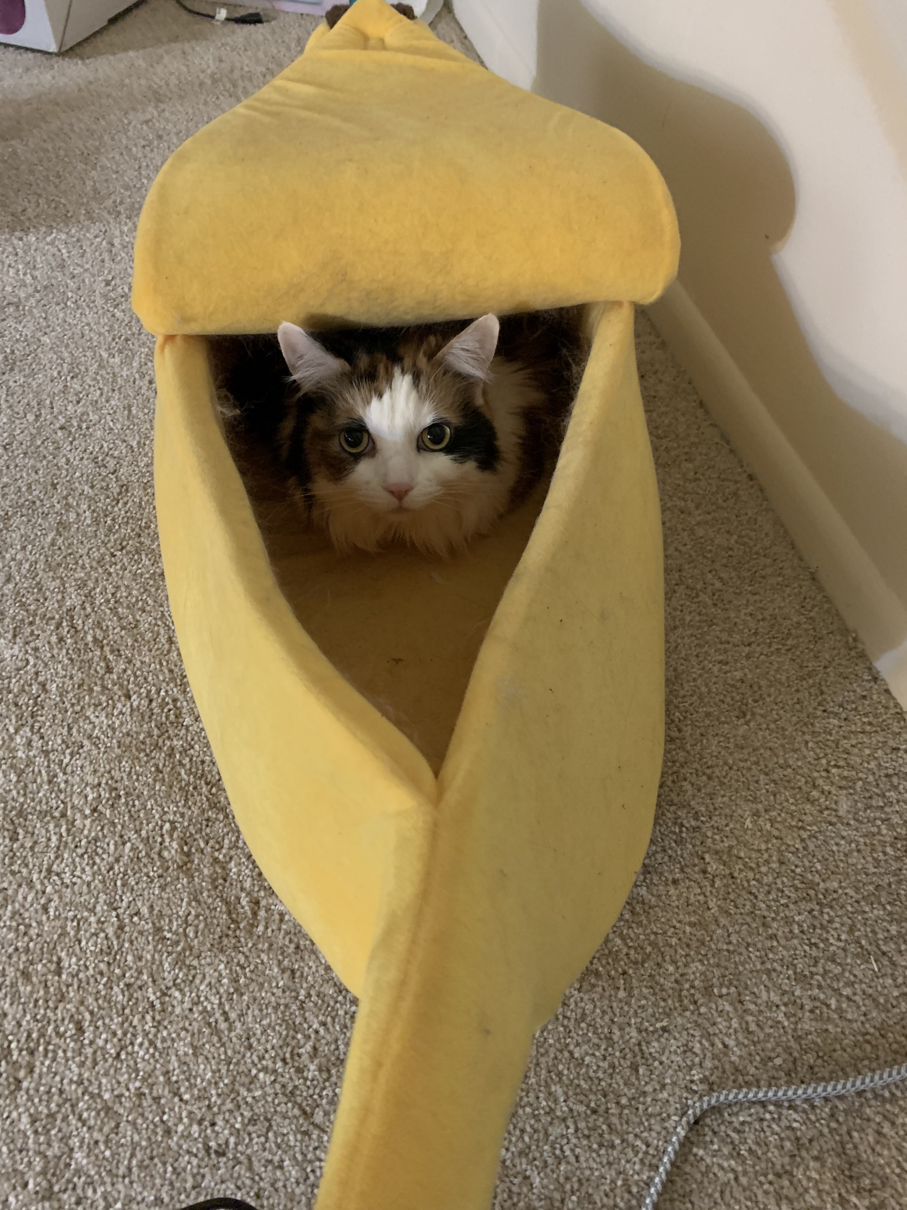 Let's Go Bananas and Have Some Fun!