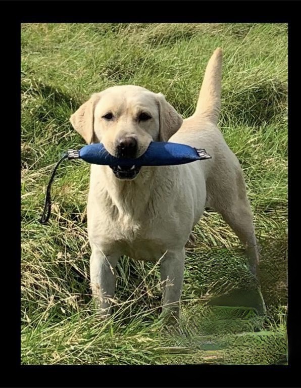Introducing Bogarie Arran Labrador, affectionately known as 'Alba'