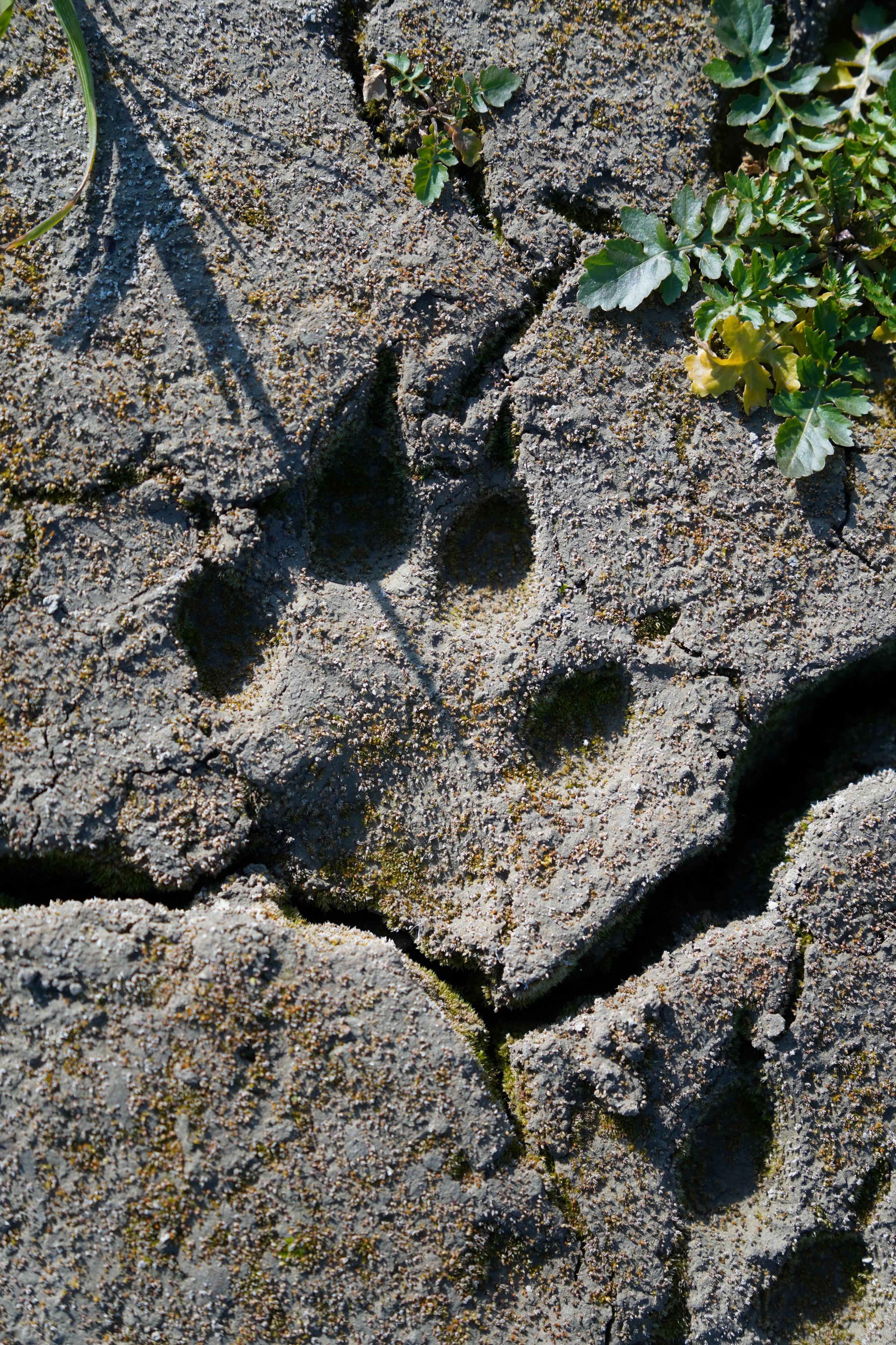 The Impressive Paw Print of a Wolf