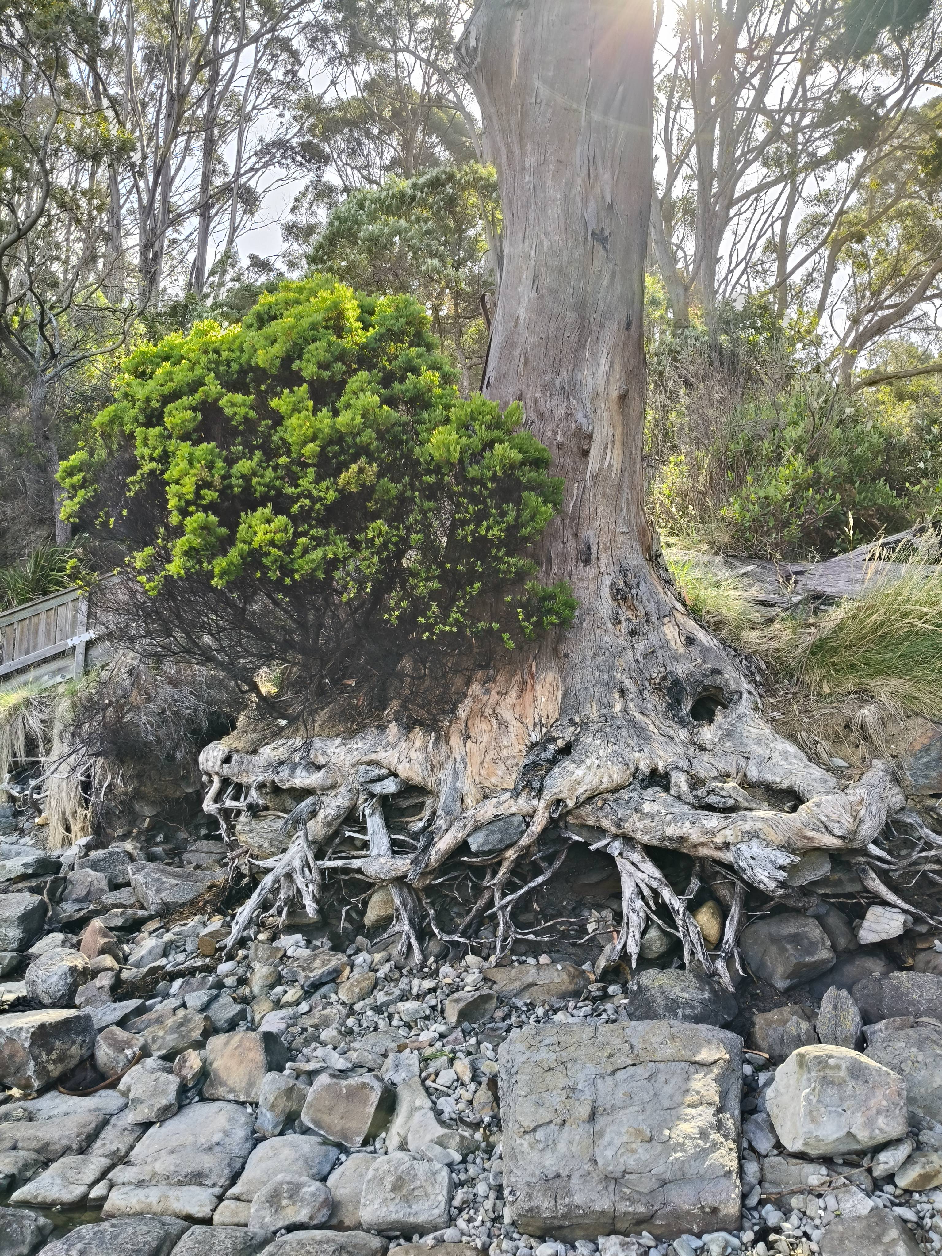 Exploring the Stunning Tessellated Pavement State Reserve in Tasmania