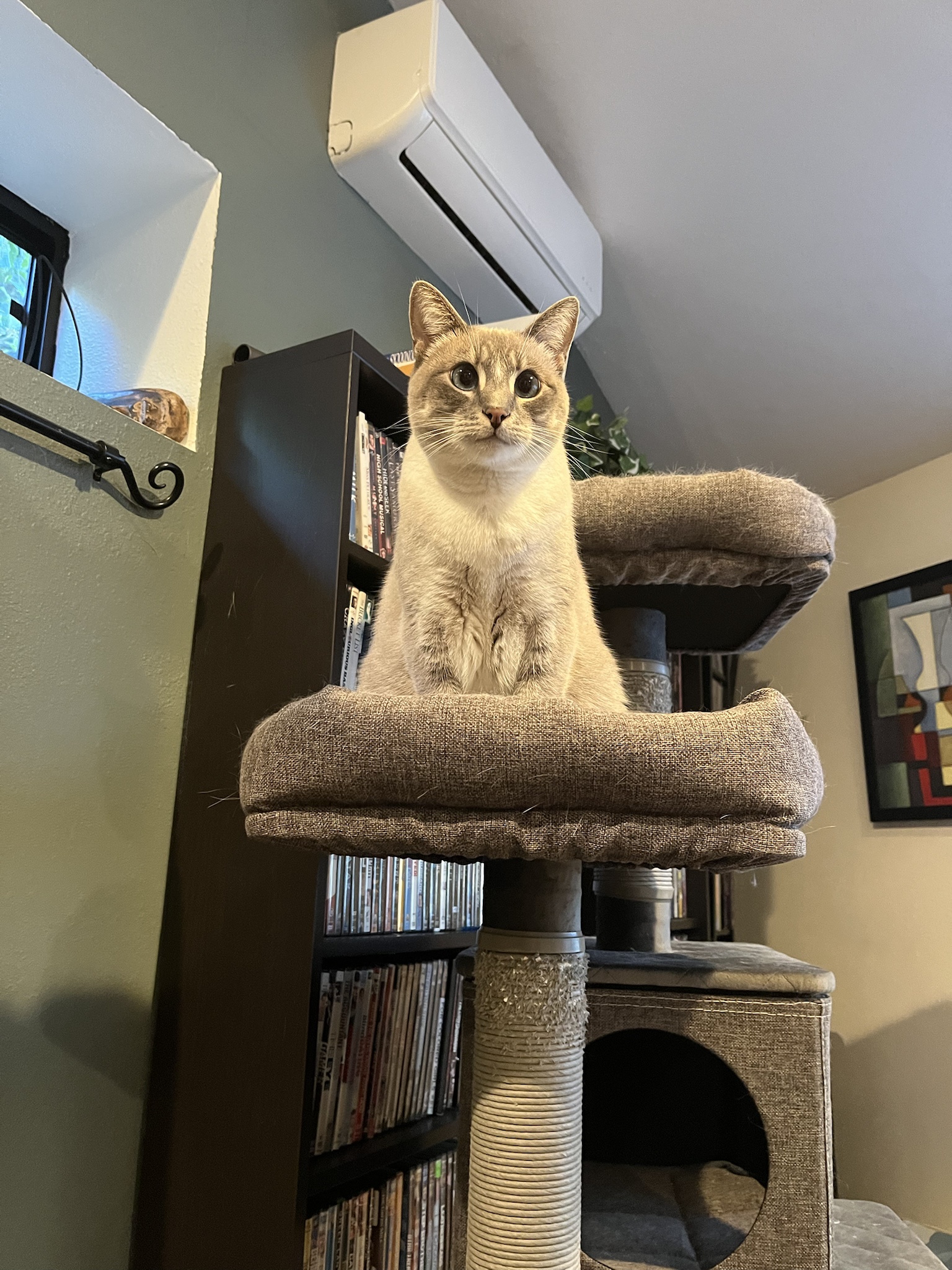 Daily Dose of Ivy: Cat Chronicles Day 342