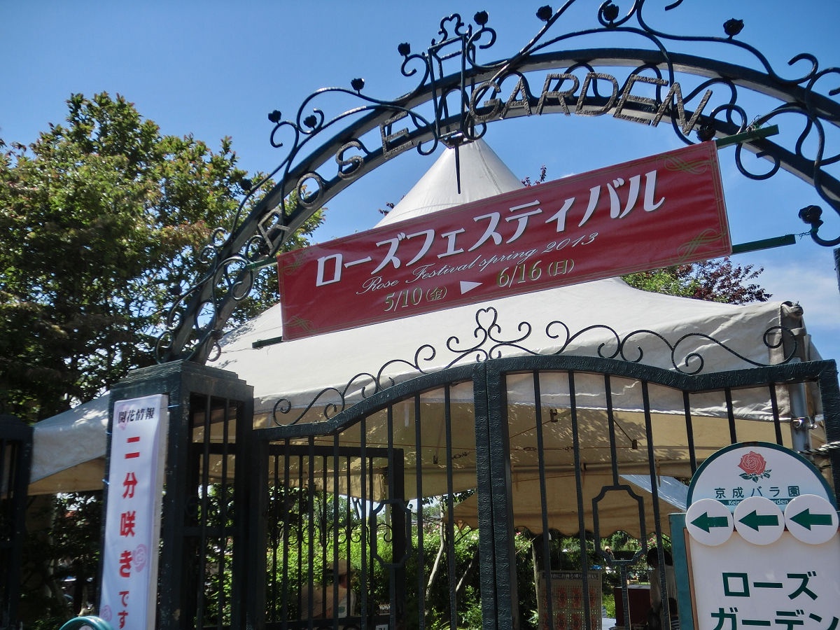 A Glimpse Back to May 2013 at Keisei Rose Garden