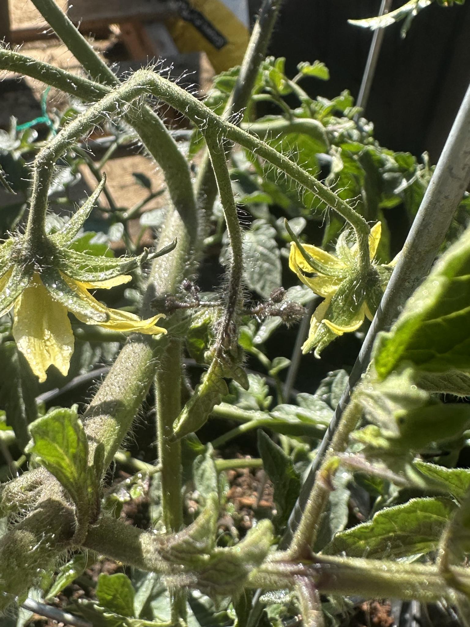 Exploring Tomato Plant Mutations