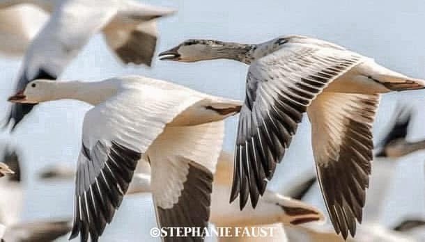 The Majestic Snow Geese in Flight