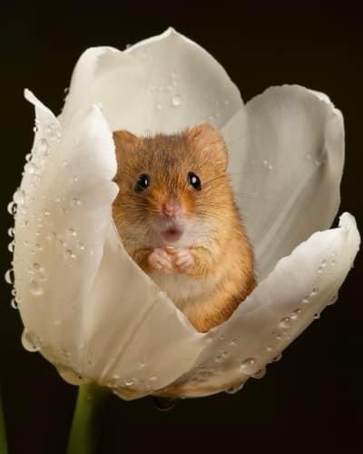 The Tiny Mouse: A Little Creature with Big Charm
