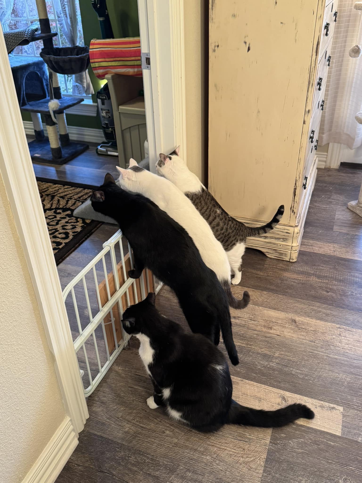 The First Time I Introduced the Robotic Vacuum to the Cats' Room: You Won't Believe the Reaction!