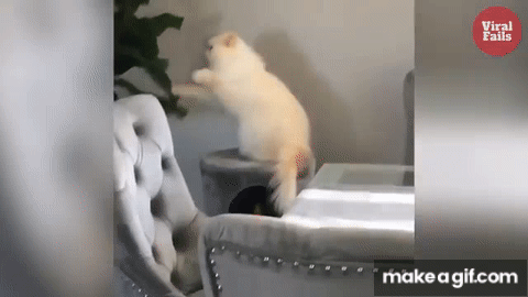 The moment you realize you forgot to gift your cat a drum set for Christmas