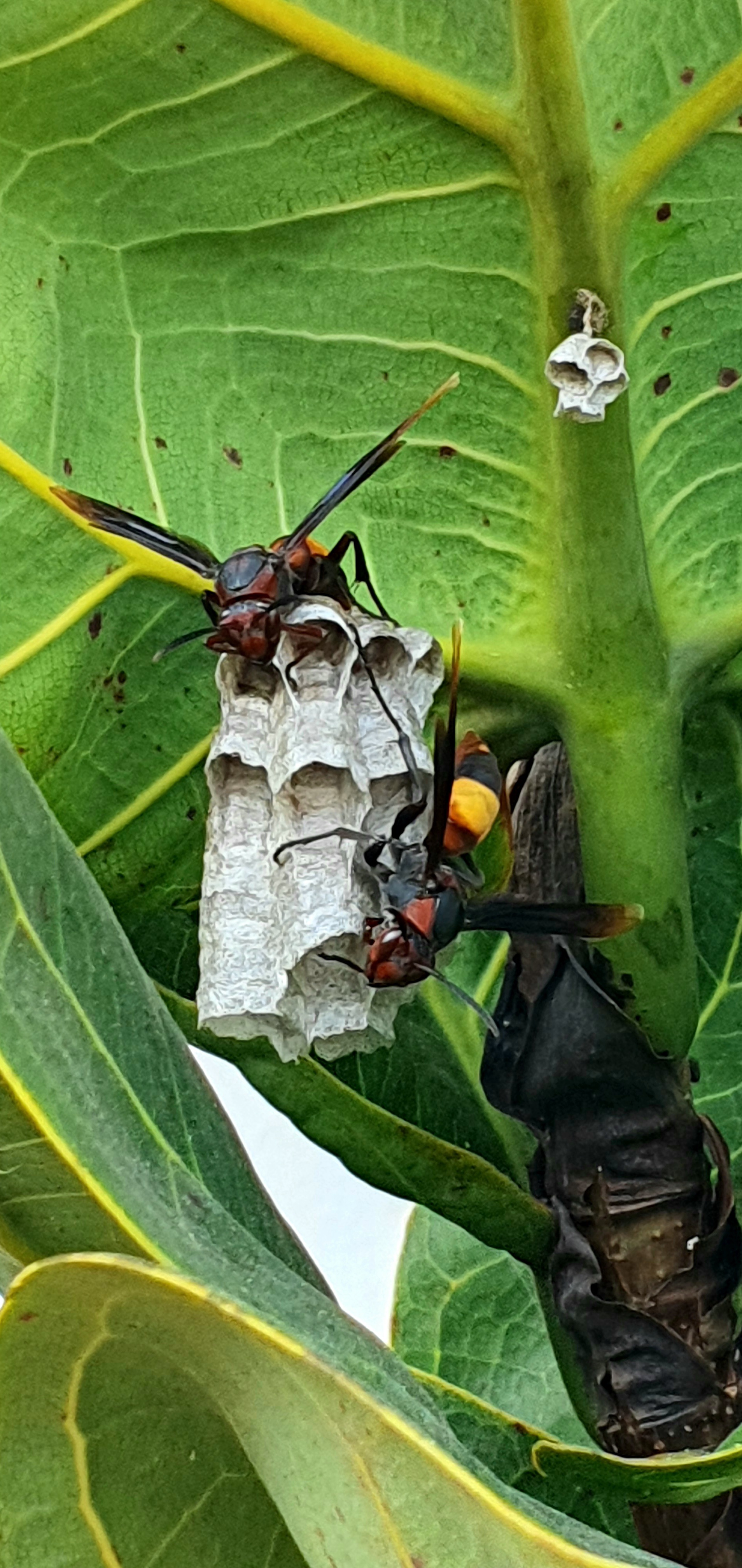 Hornets Creating a Nest Right by My Front Door