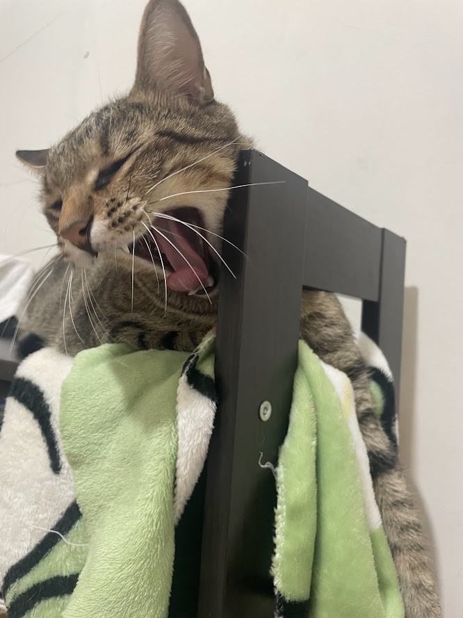 The Adorable Cat Chronicles