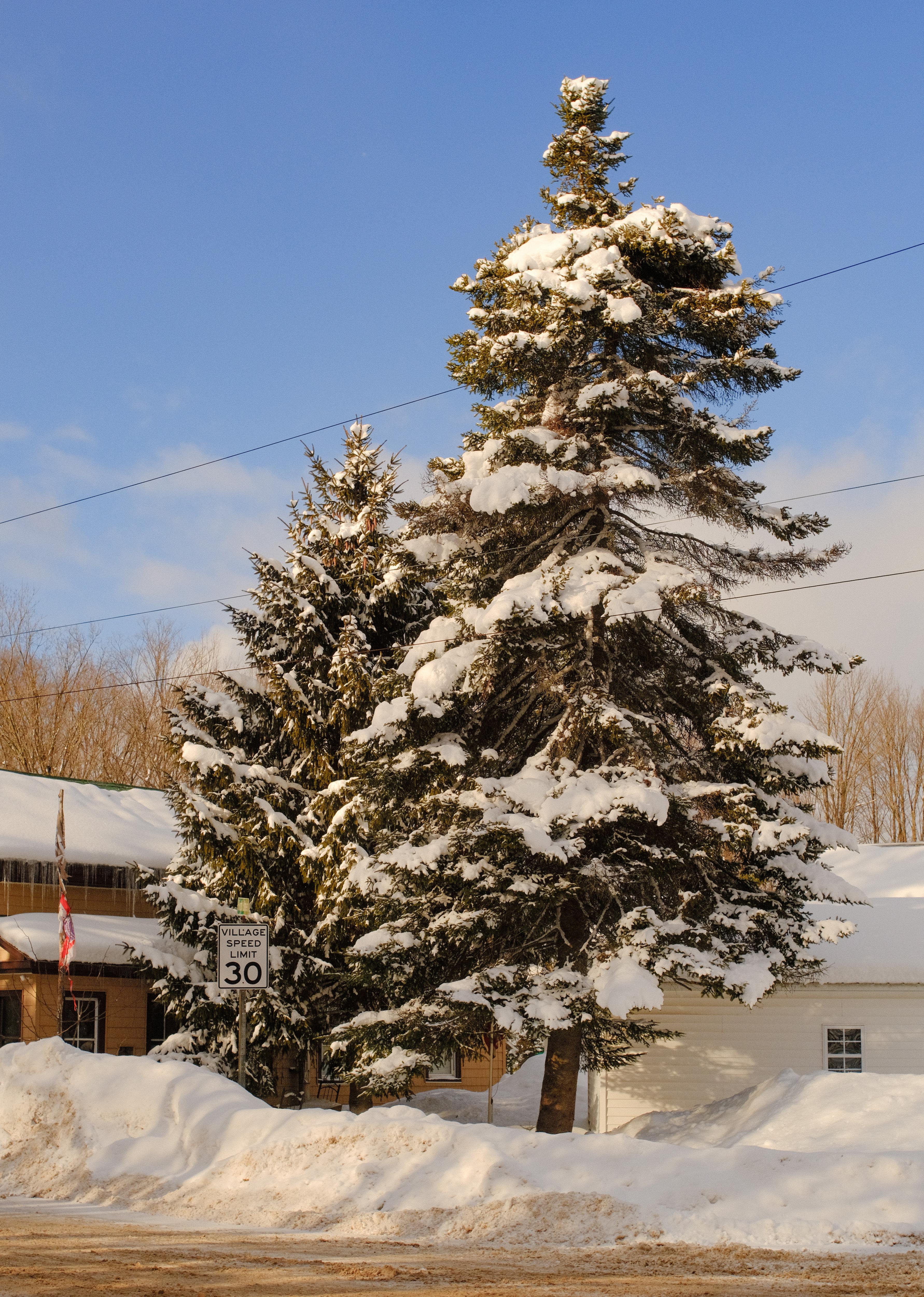 The Beauty of Snowy Pines: Nature's Best