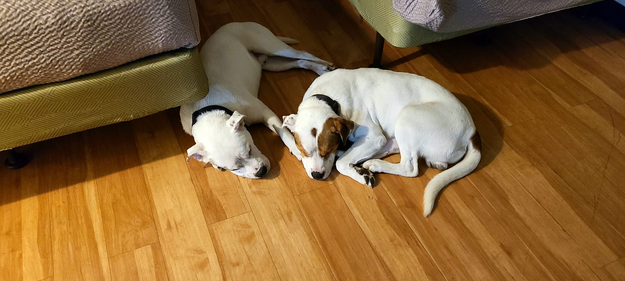Adorable Pups Taking Center Stage