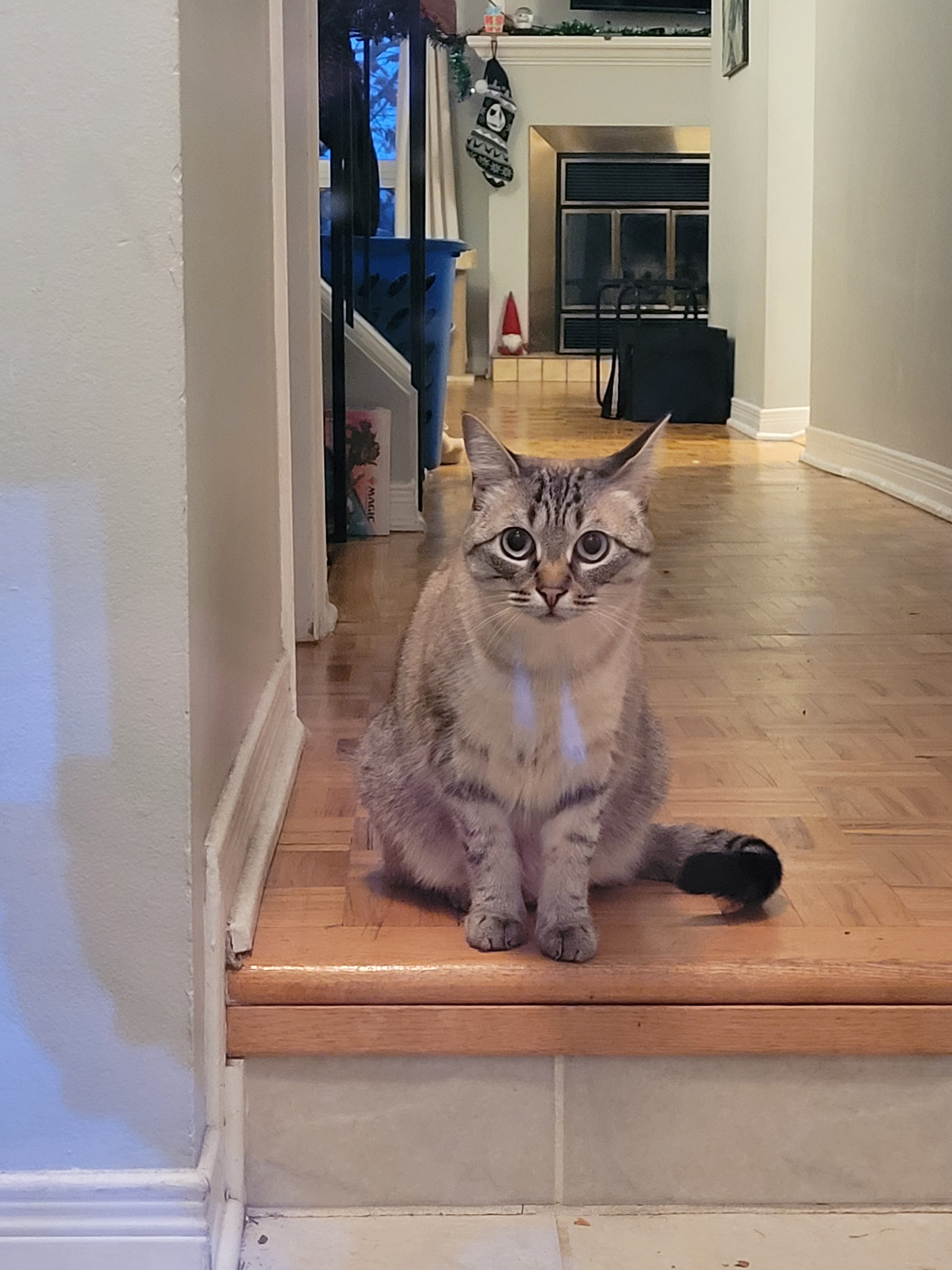 Mittens and Her Enchanting Big Blue Eyes