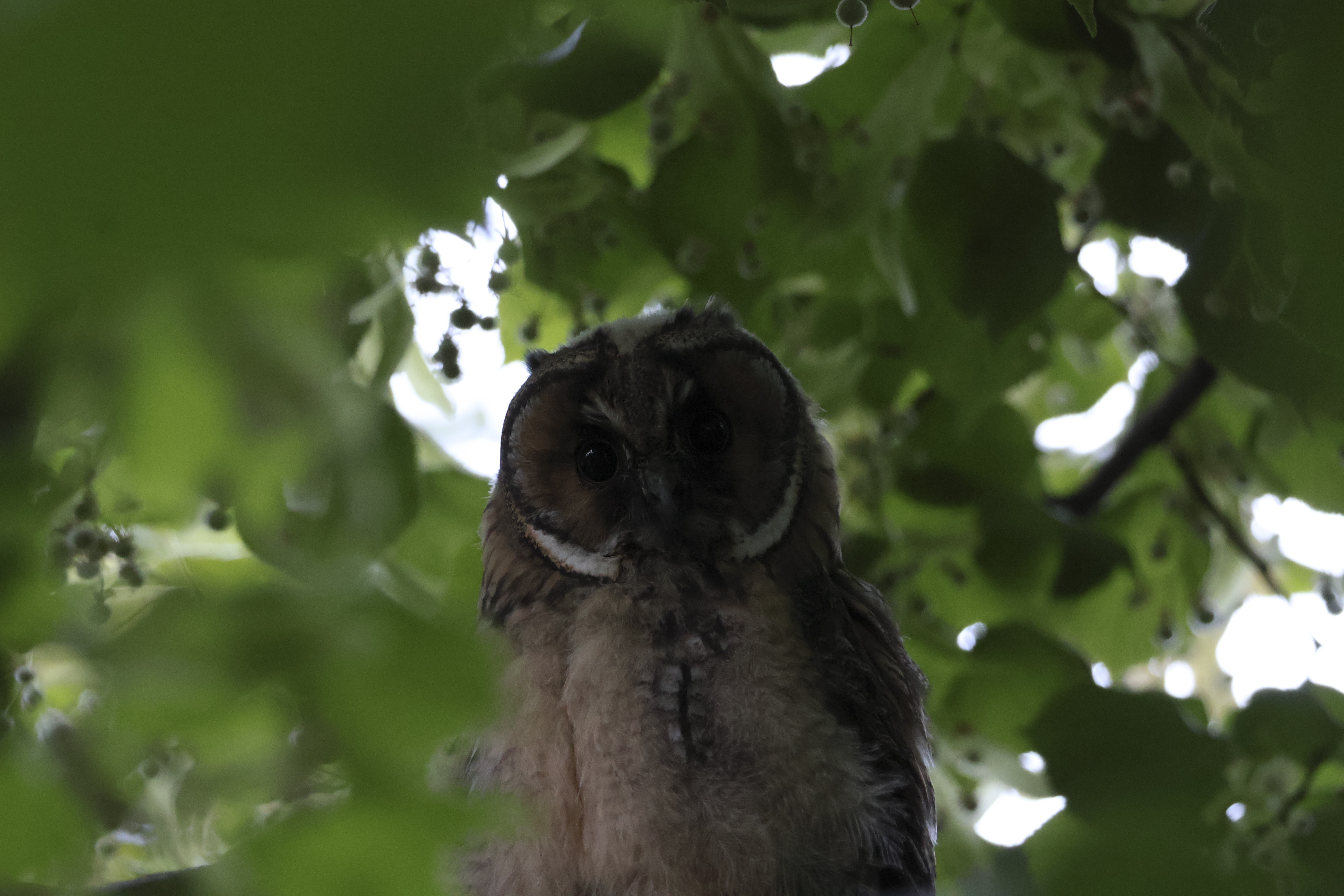 Nature moment of the day: Meet Owlette, #16!