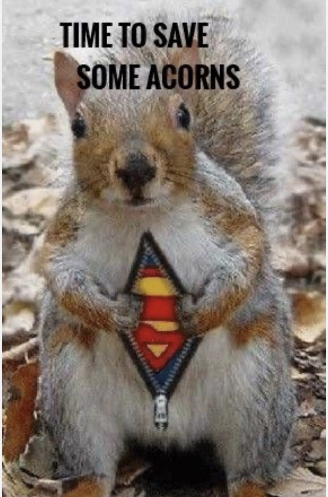 All hail Team Acorn!