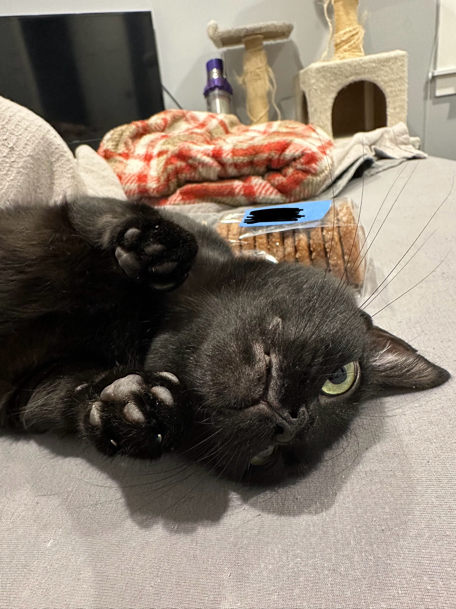 Ash's Adorable Habit of Begging for Treats from Work