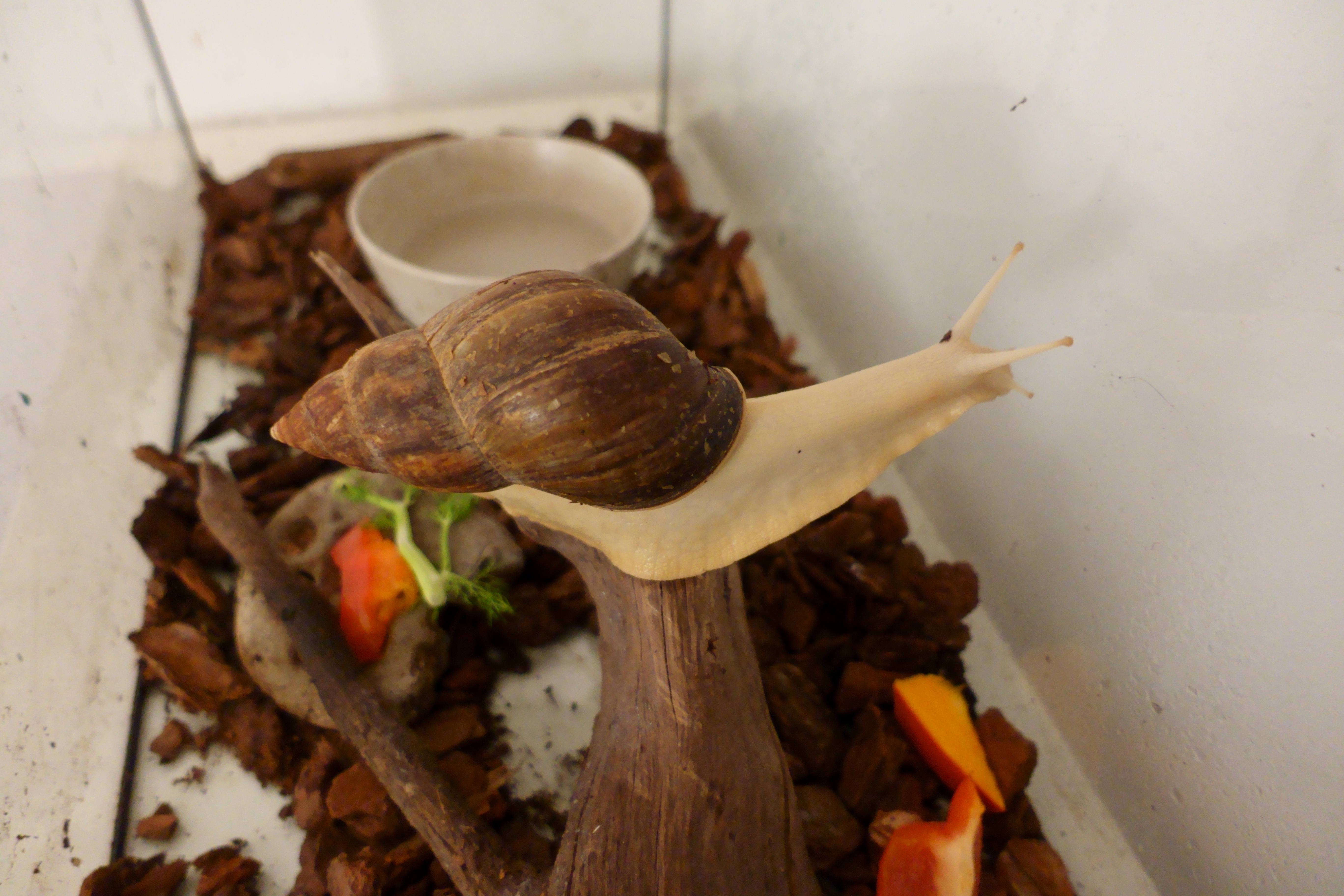 In Loving Memory of Stups: 06/2019 - 12/2024