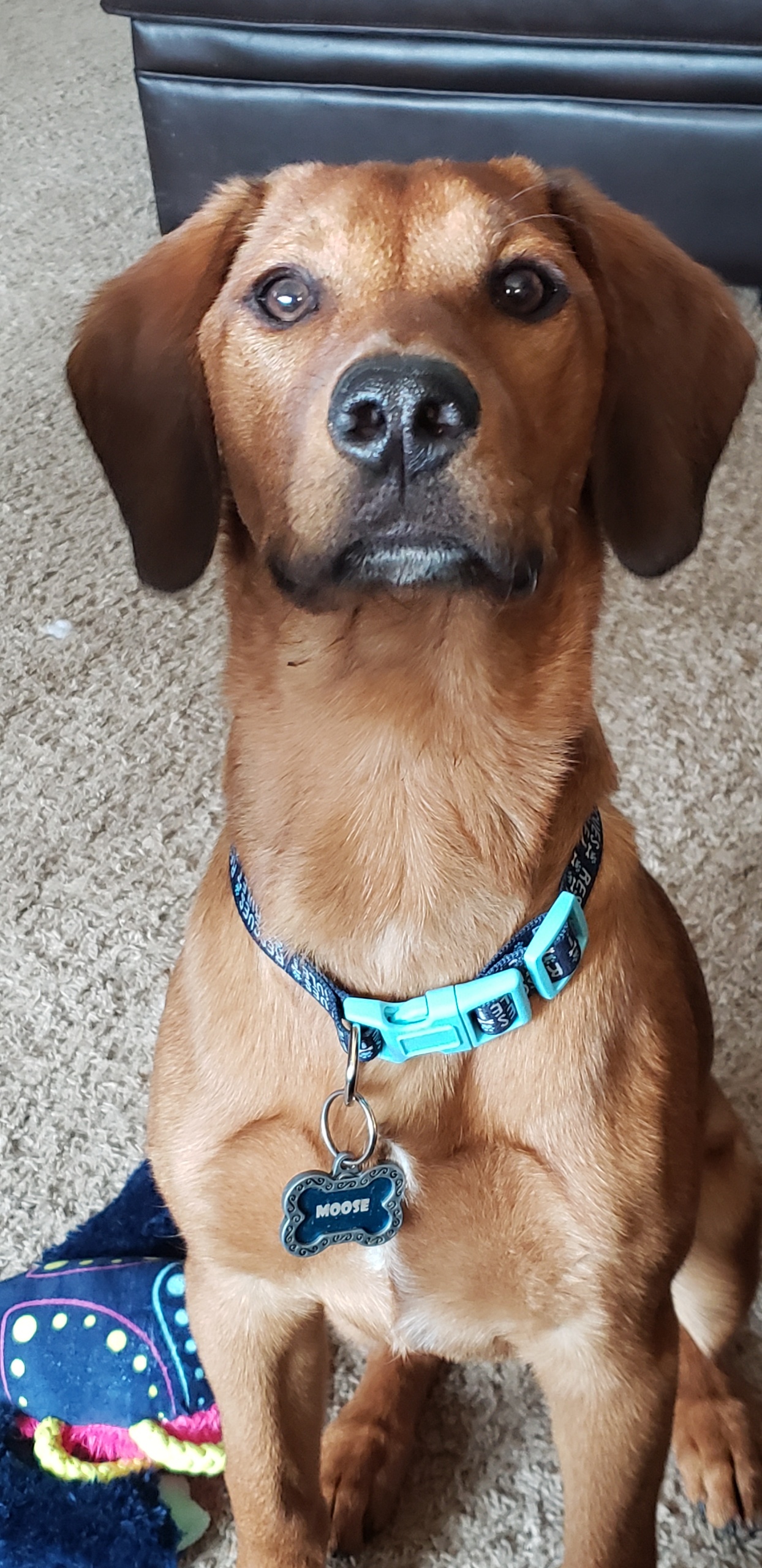 Today, My Friend Crossed the Rainbow Bridge
