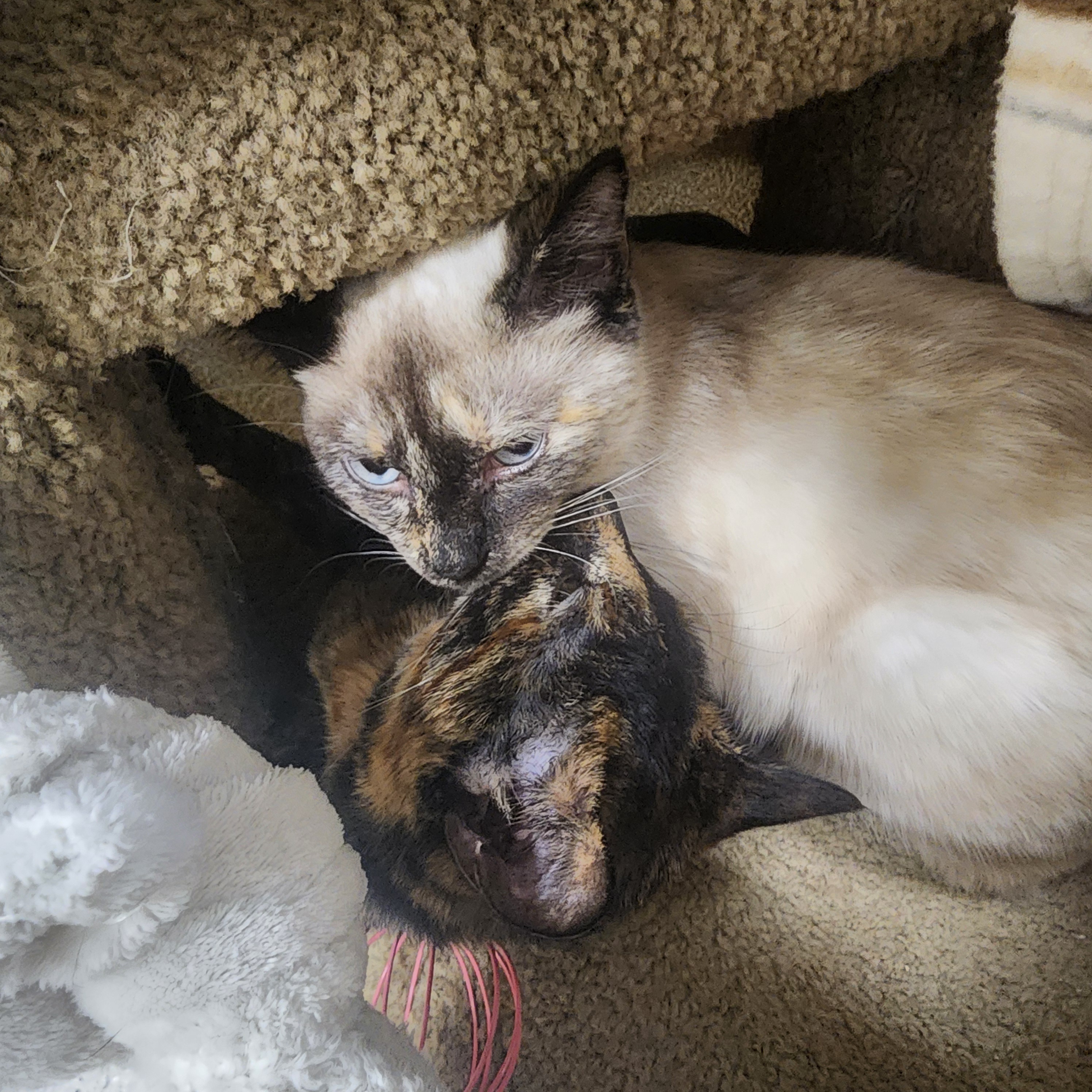 First-Time Cat Owner Seeking Expert Advice