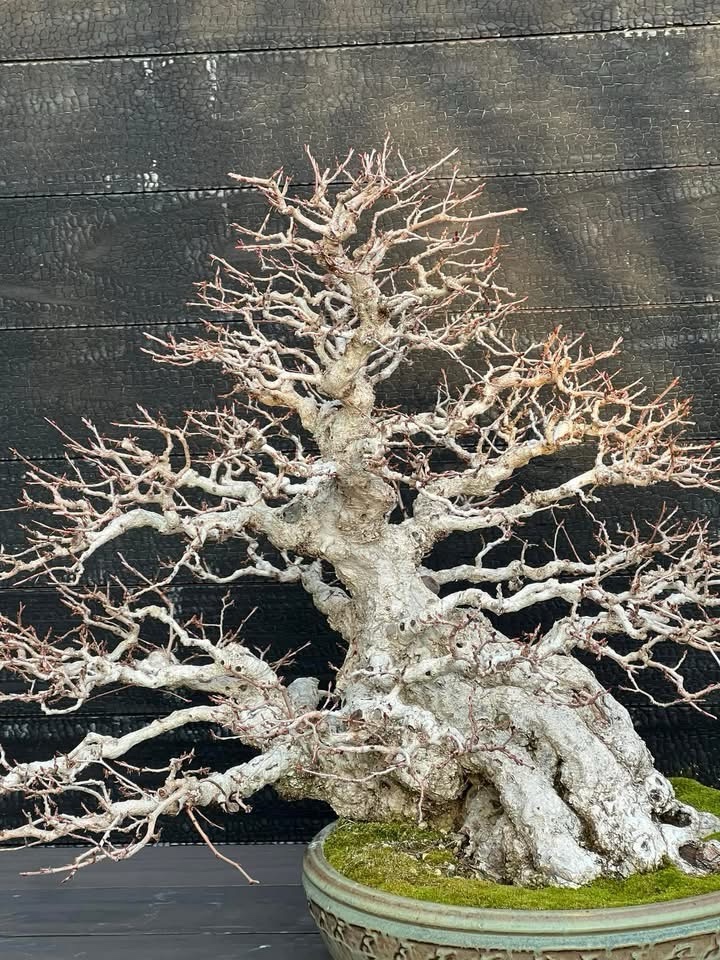 The Art of Bonsai: A Miniature Masterpiece