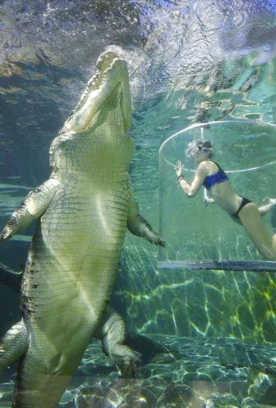 Croc and Lunch: A Human's Unexpected Encounter