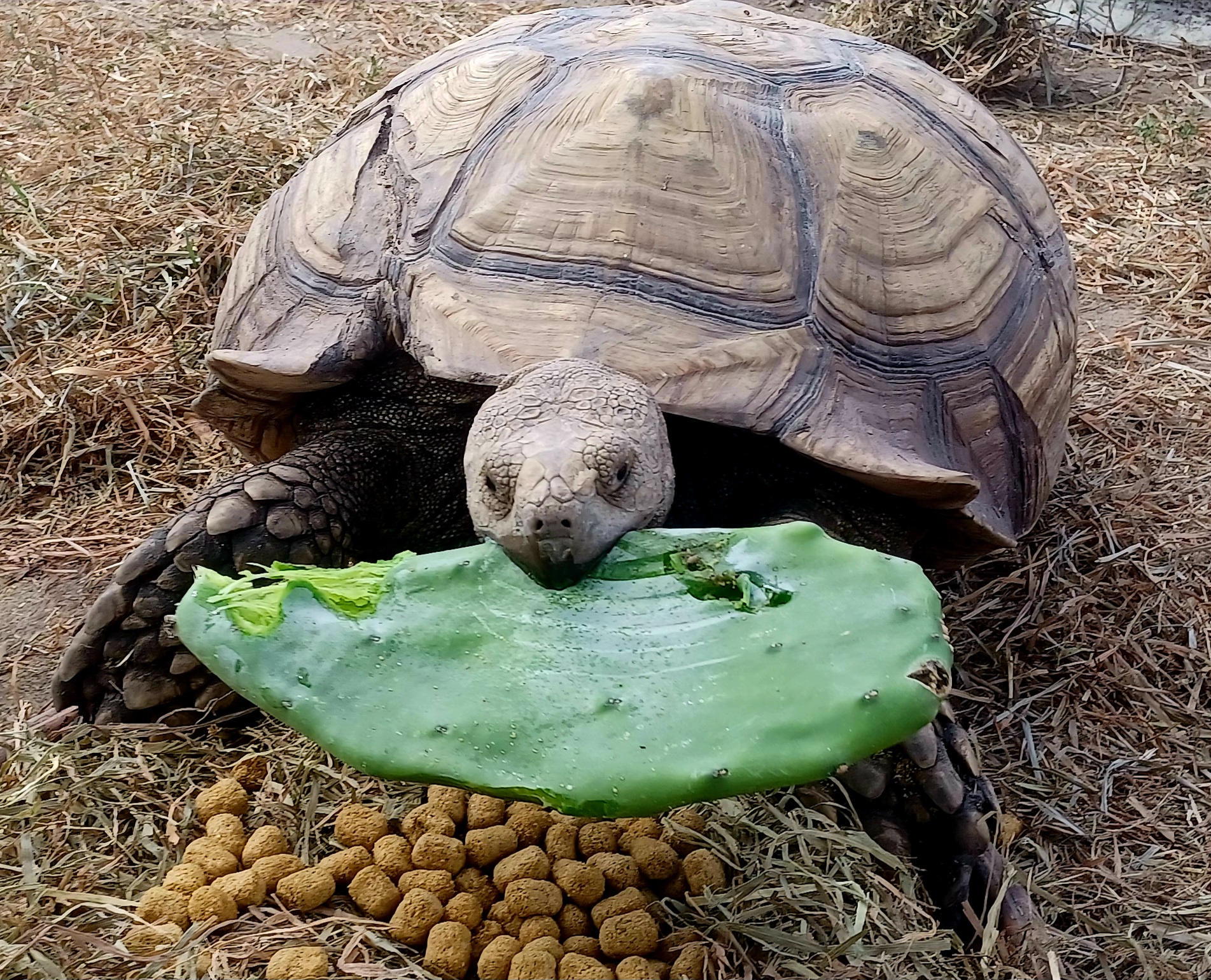 Kong's Unlikely Love: A Cactus Adventure