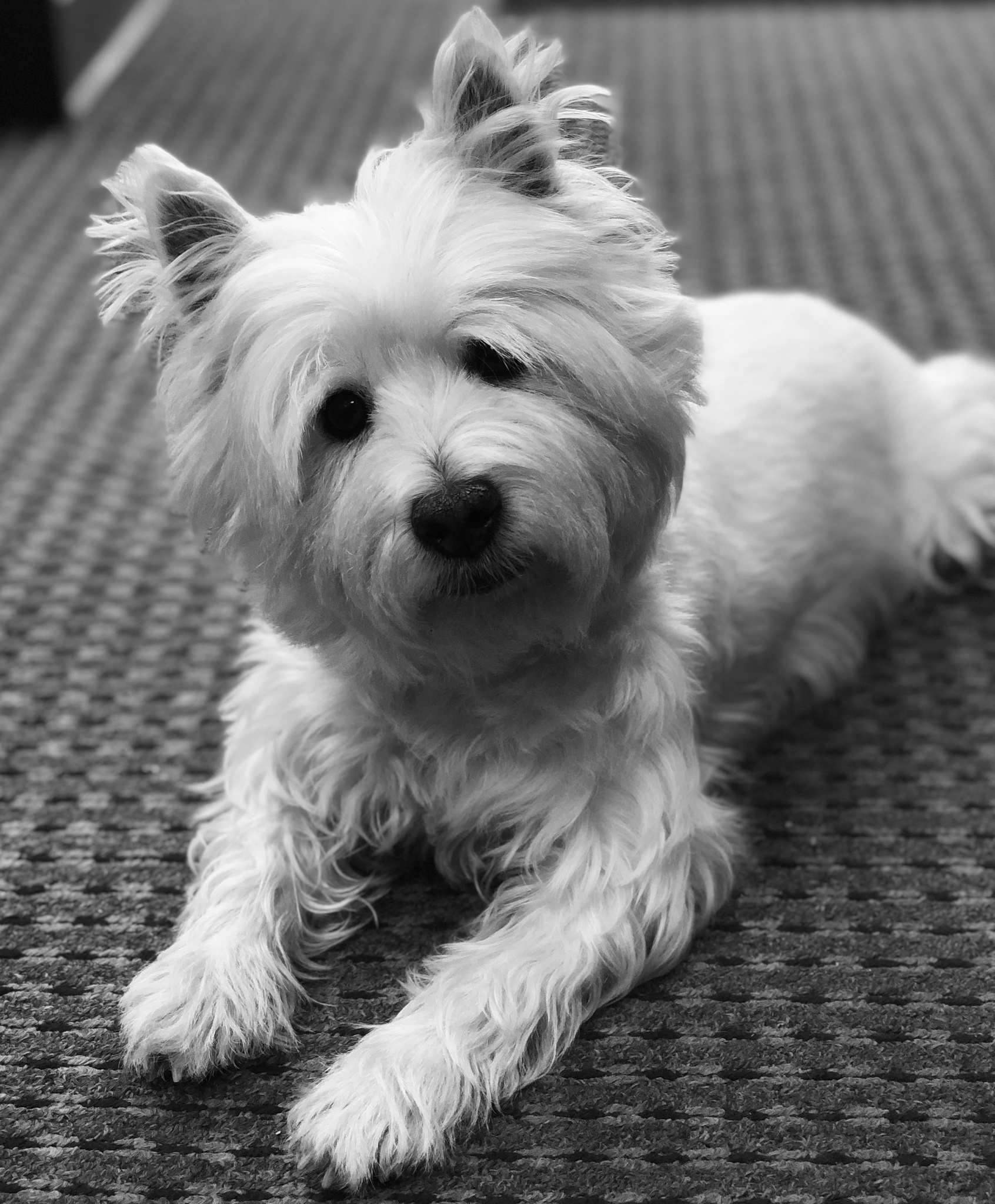 Meet Lily Bella: The Stunning Black and White Beauty of 2019