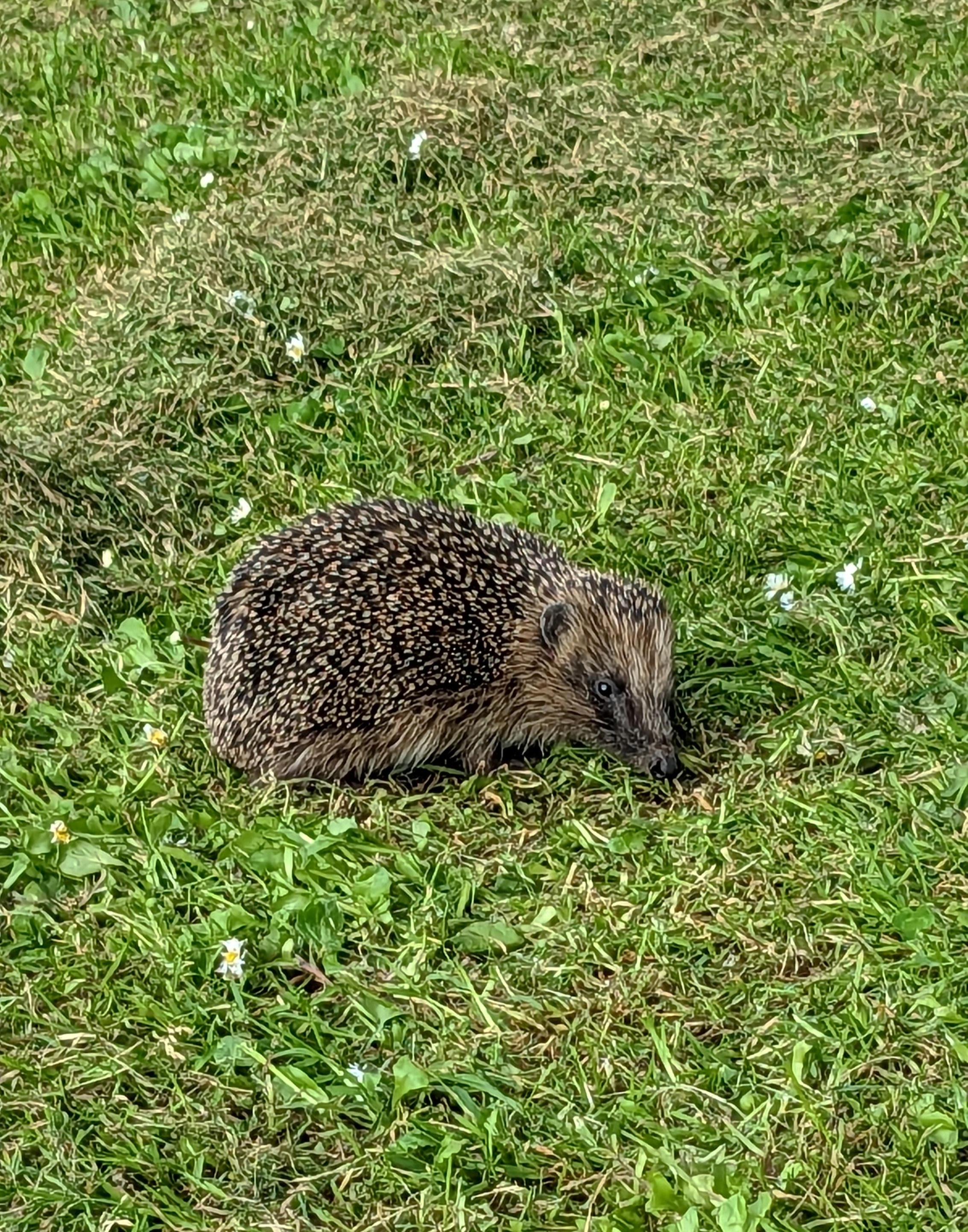 Adorable Hedgehog Moments