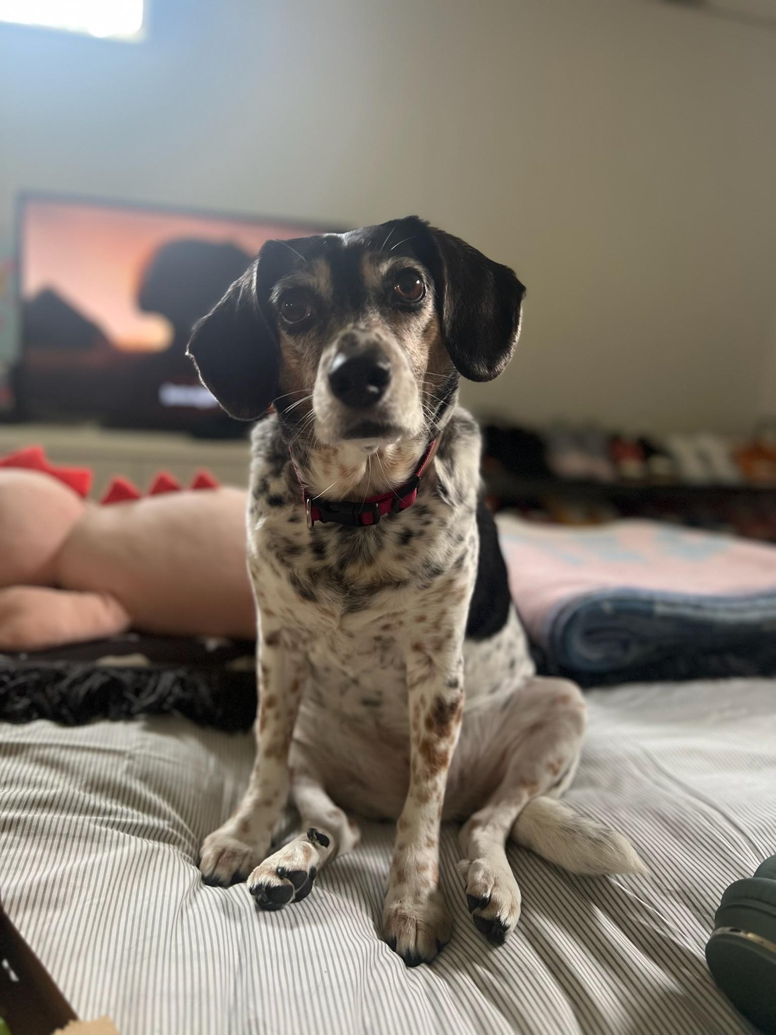 Lucy Sends Her Sweet Holiday Wishes! It's Been a Tough Year, But She's Still Beautiful Inside and Out.