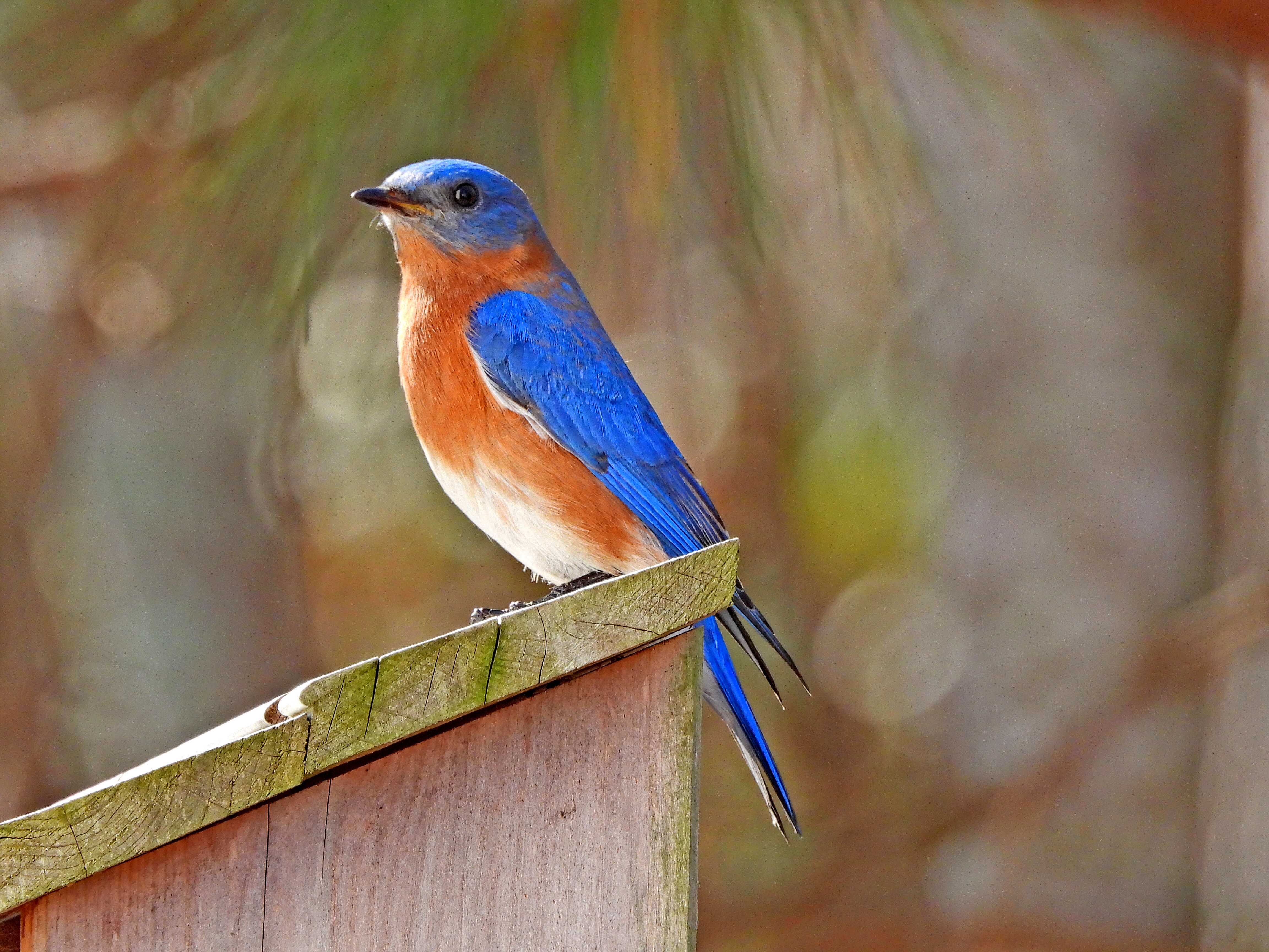 Exploring the Beauty of Eastern Bluebirds in Summerville, South Carolina