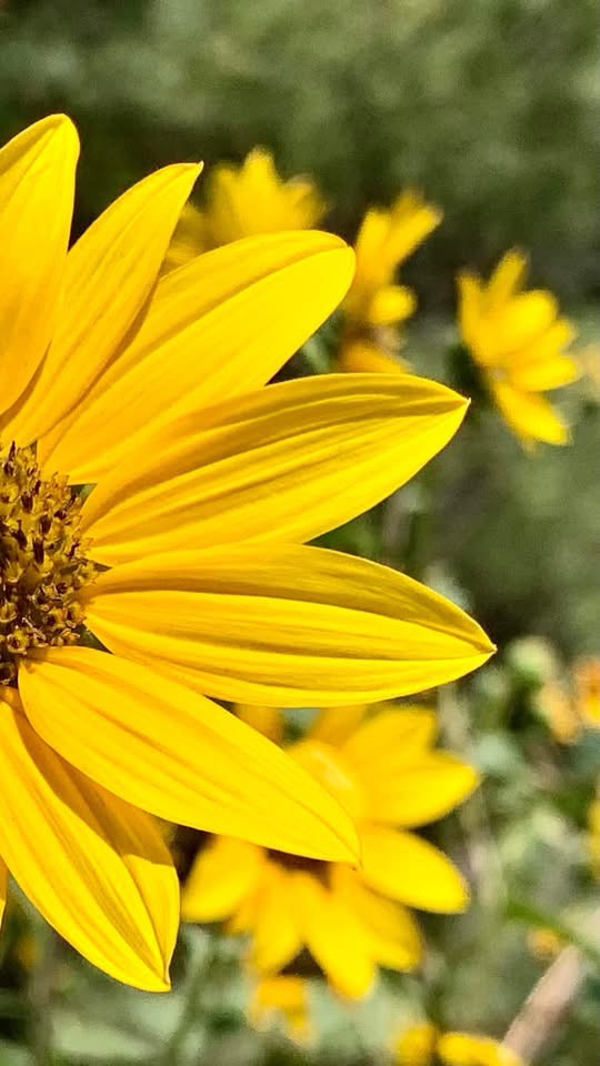 Sunflower Delight: Nature's Brightest Cheerleader
